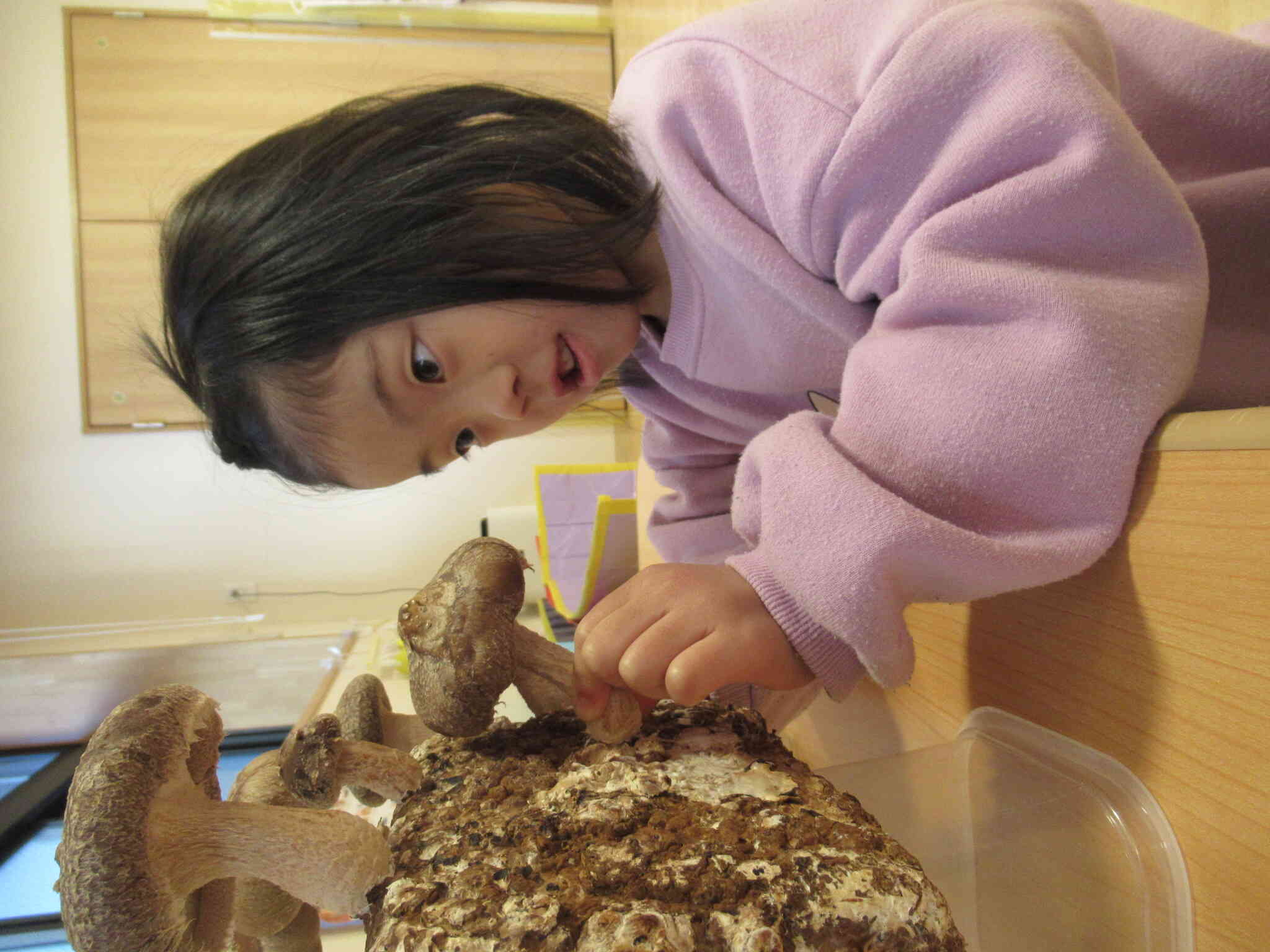 どんどんしいたけが出来ています！