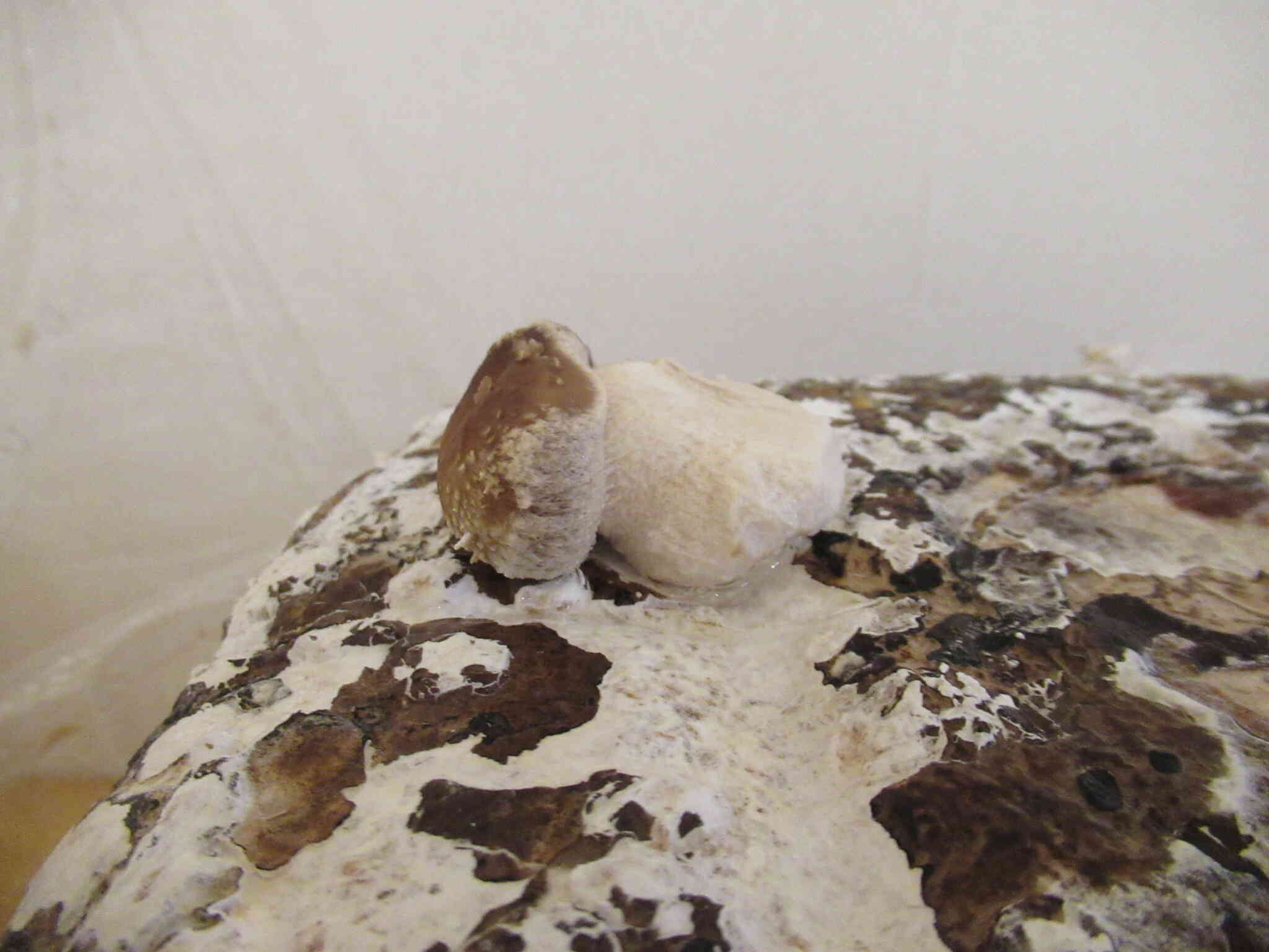 にょきにょき！