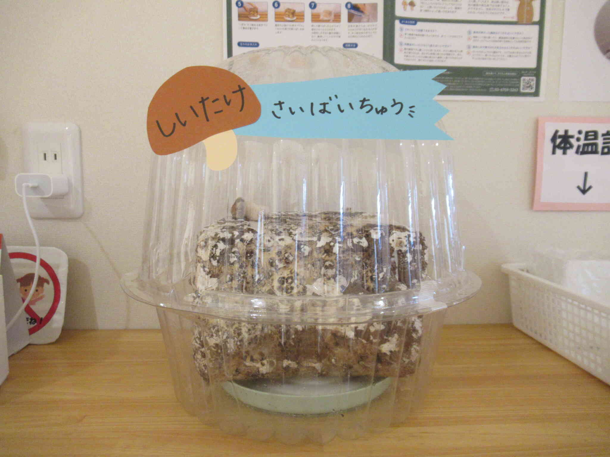 しいたけを育てています。