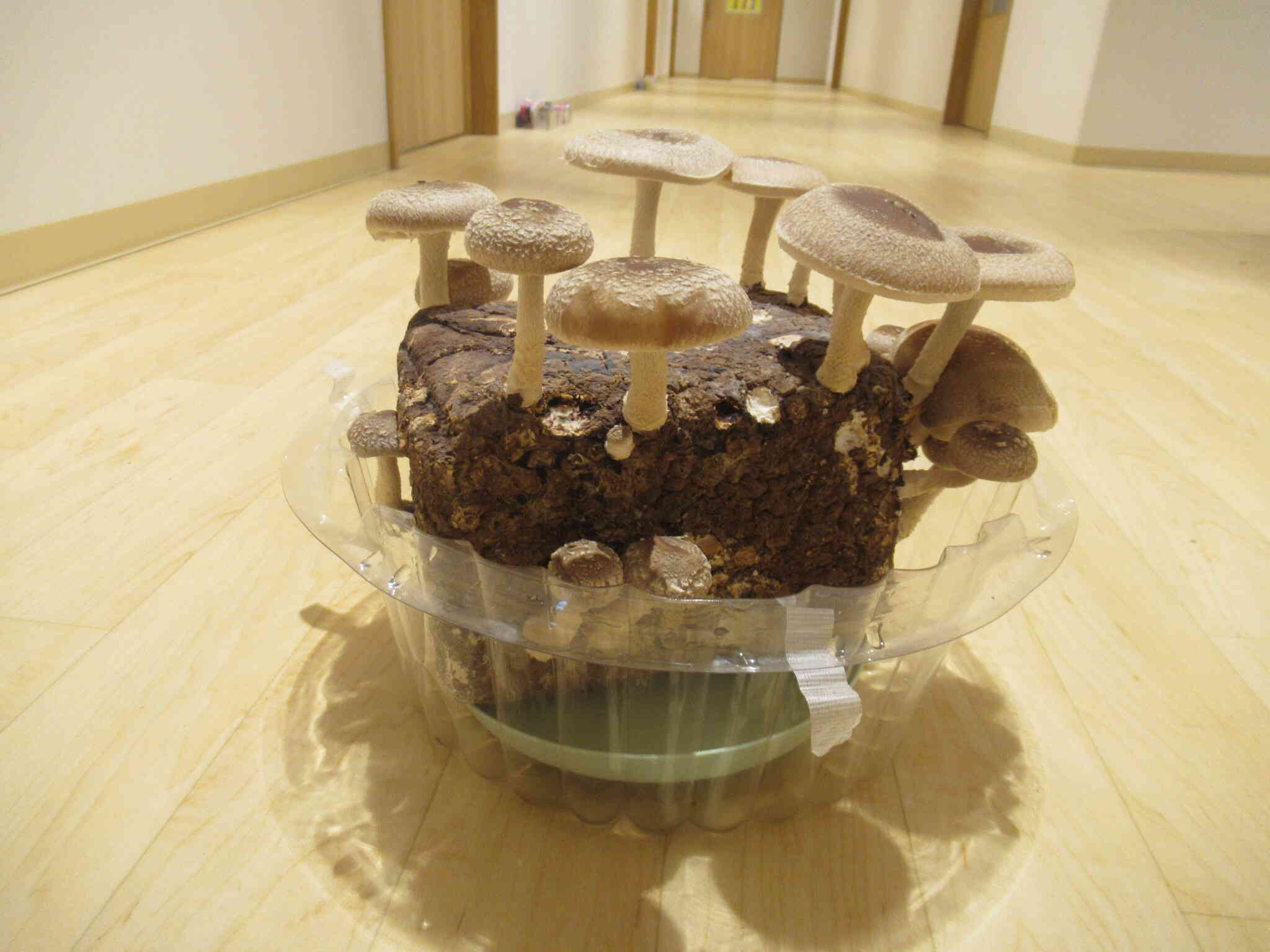 こんなにたくさん！