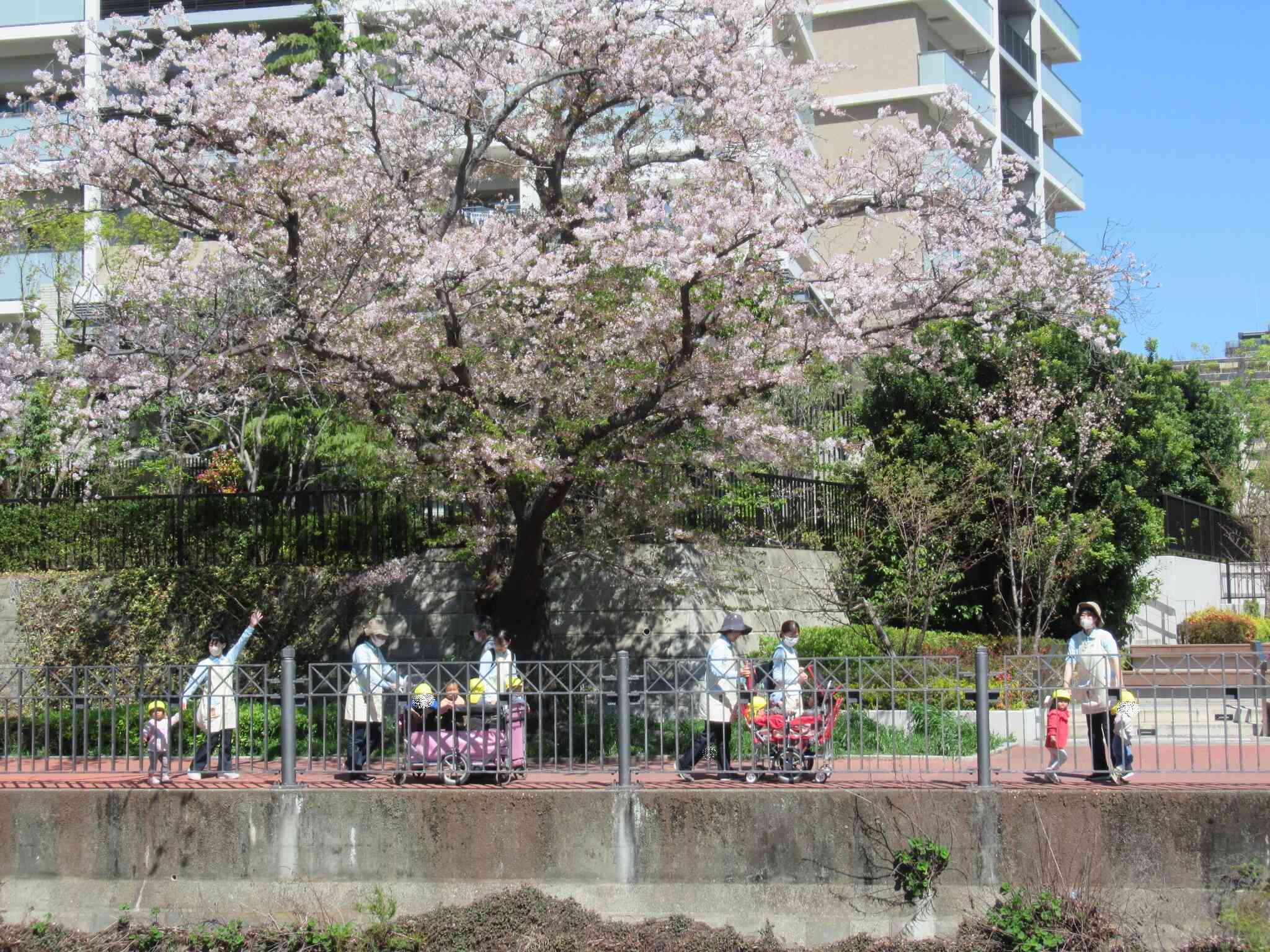 春のお散歩（0歳　ひよこ組、1歳　あひる組）