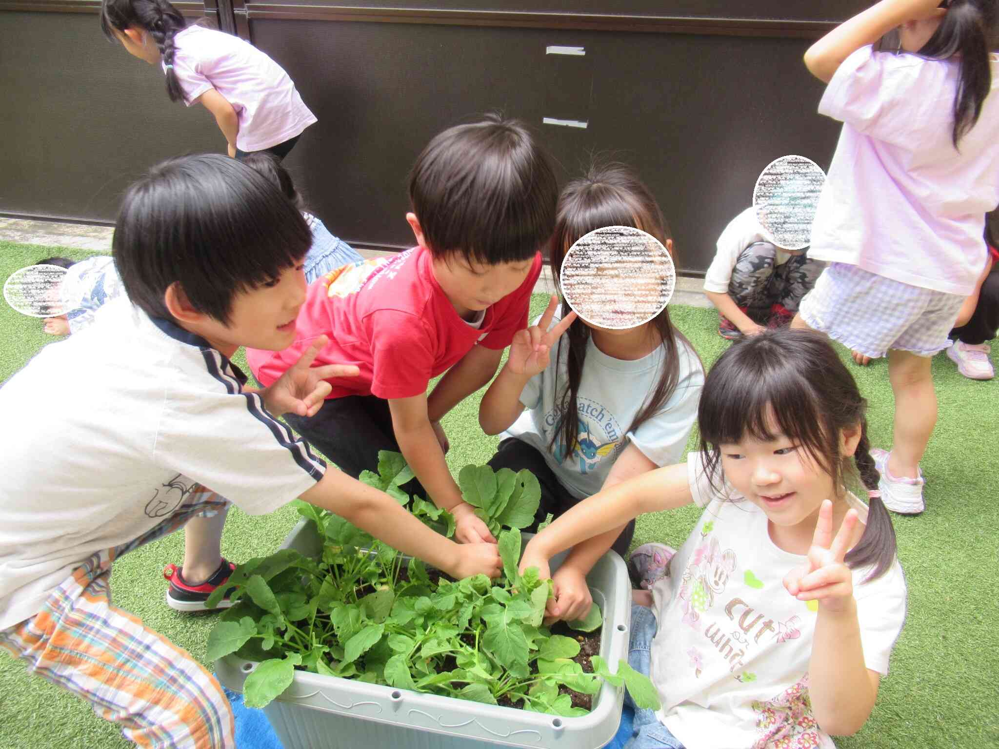 はつかだいこんの収穫（きりん組　5歳児）
