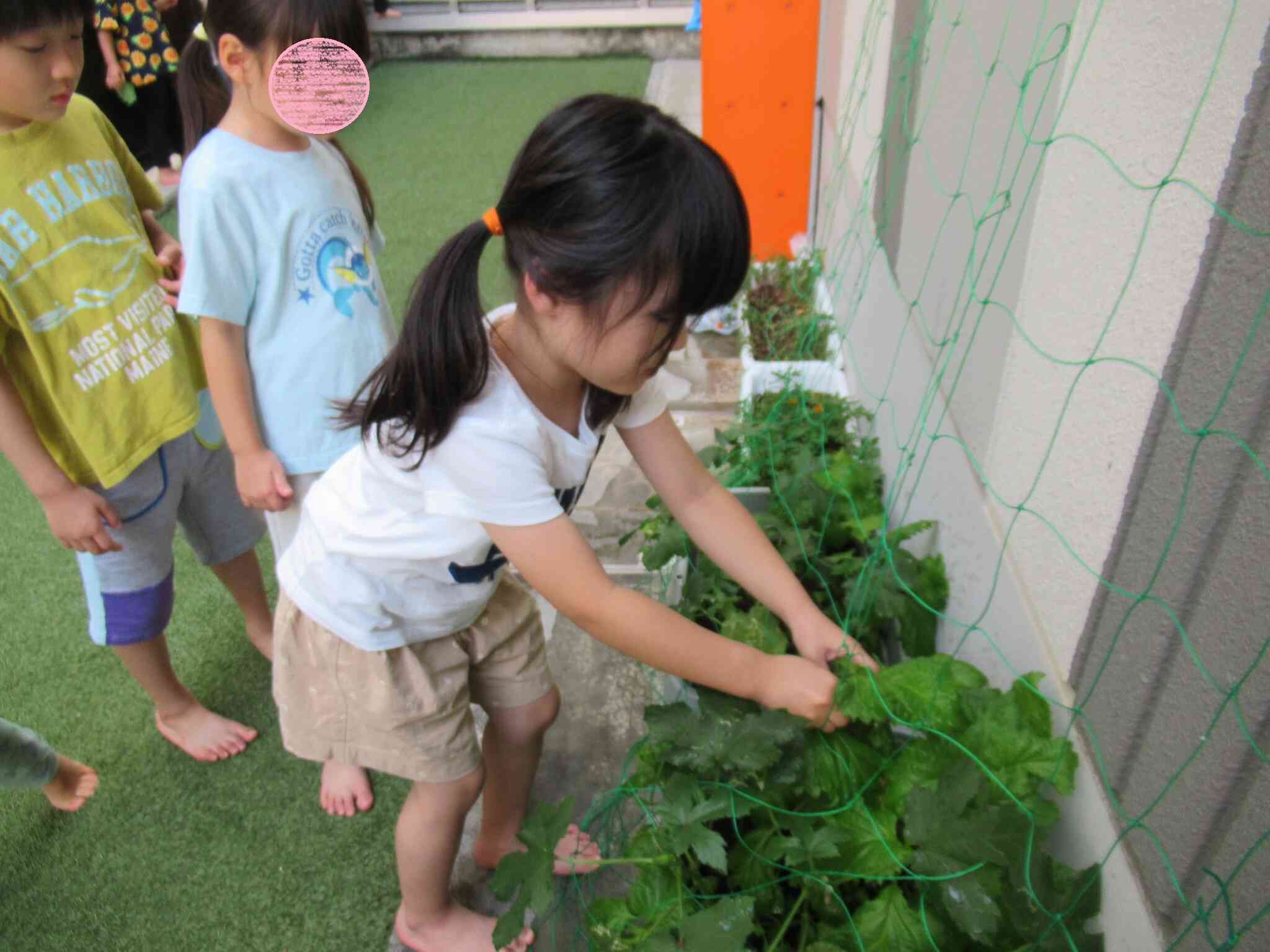 大葉の収穫（きりん組　5歳児）