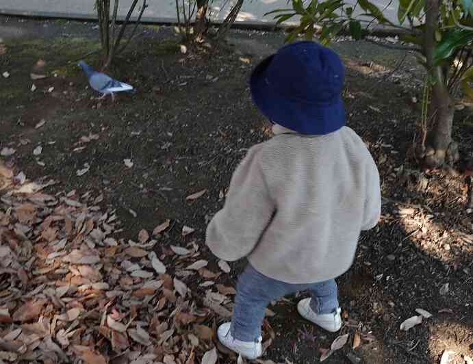 ハトさん待って～！