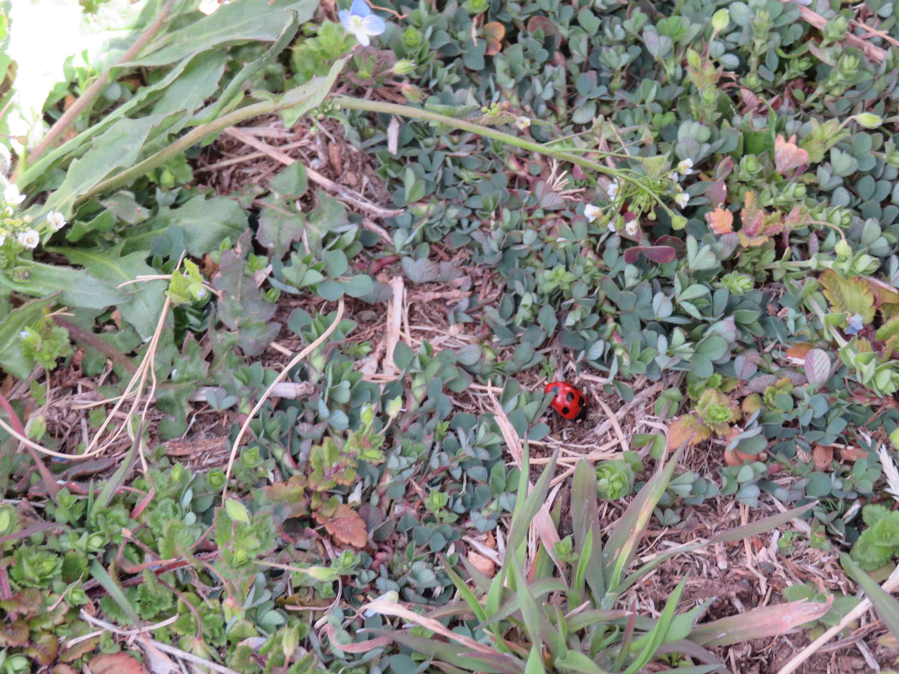 てんとう虫も発見！春がそこまで来ています。