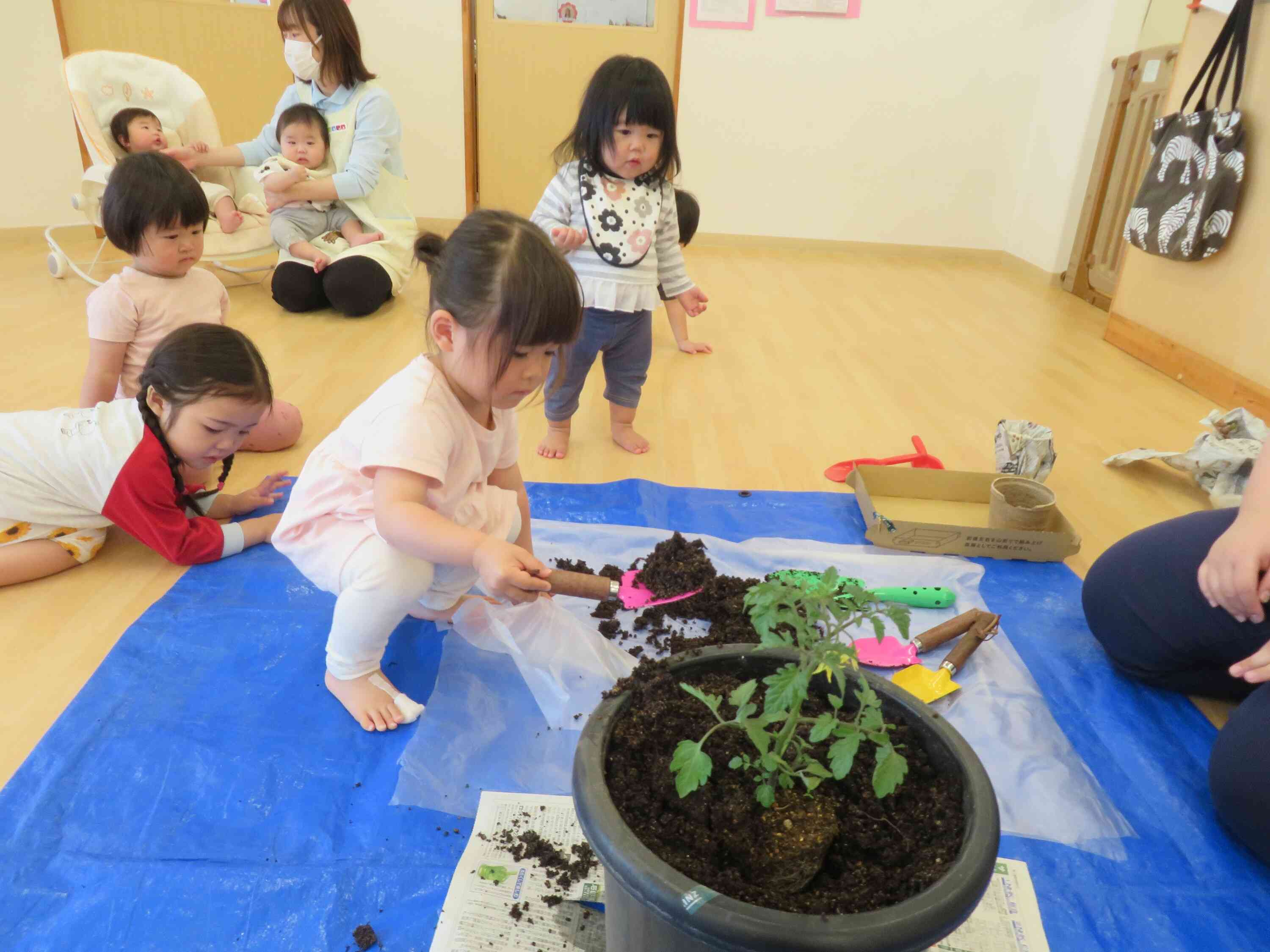 食育活動　トマトの苗植えをしました！