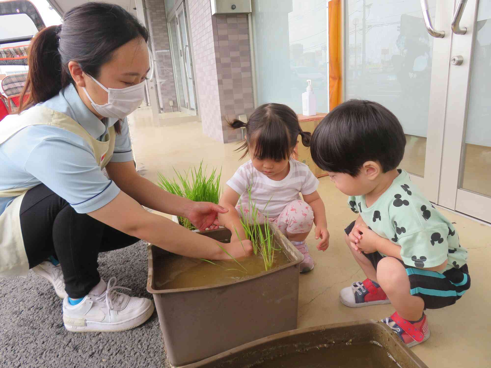 お米ってどうやってできるのかな？