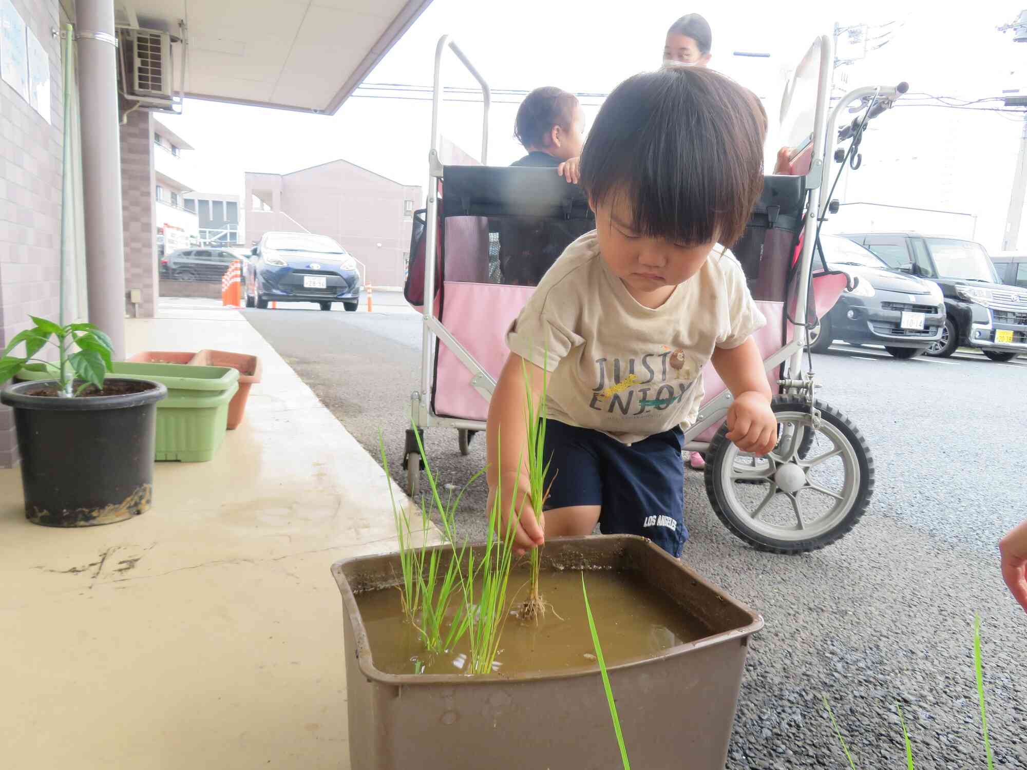 ちょっと緊張するけど植えてみよう！