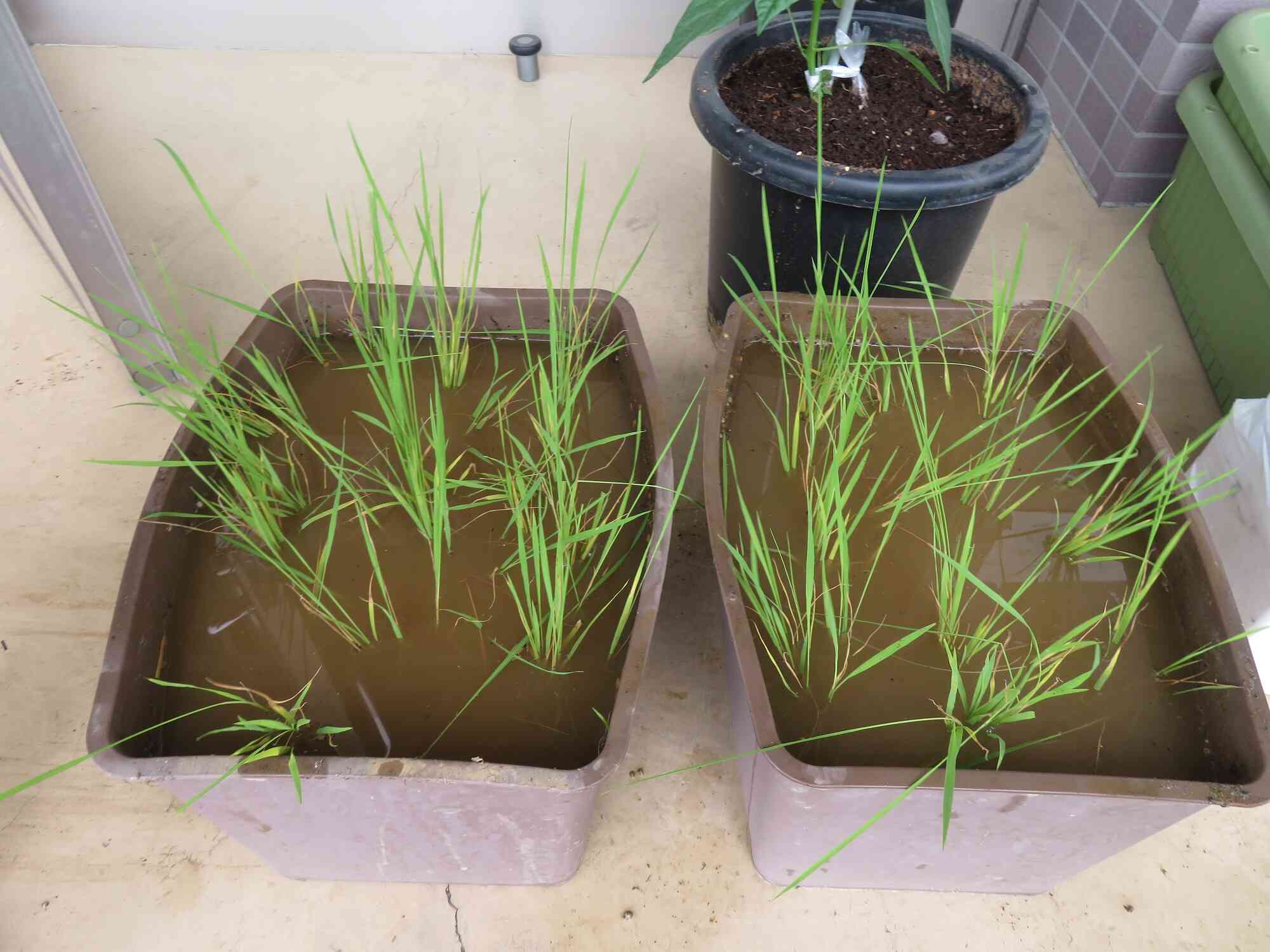 みんなで田植えをしました！
