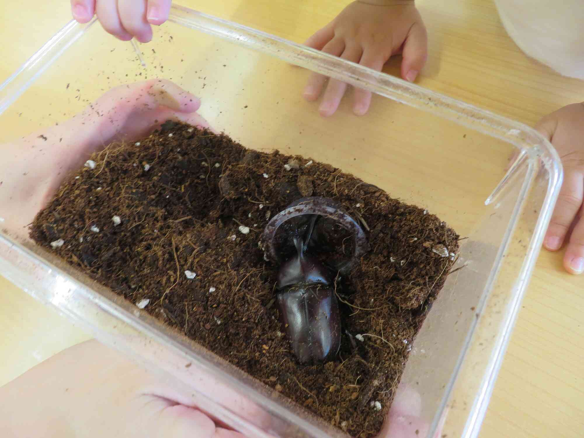 カブト虫の観察