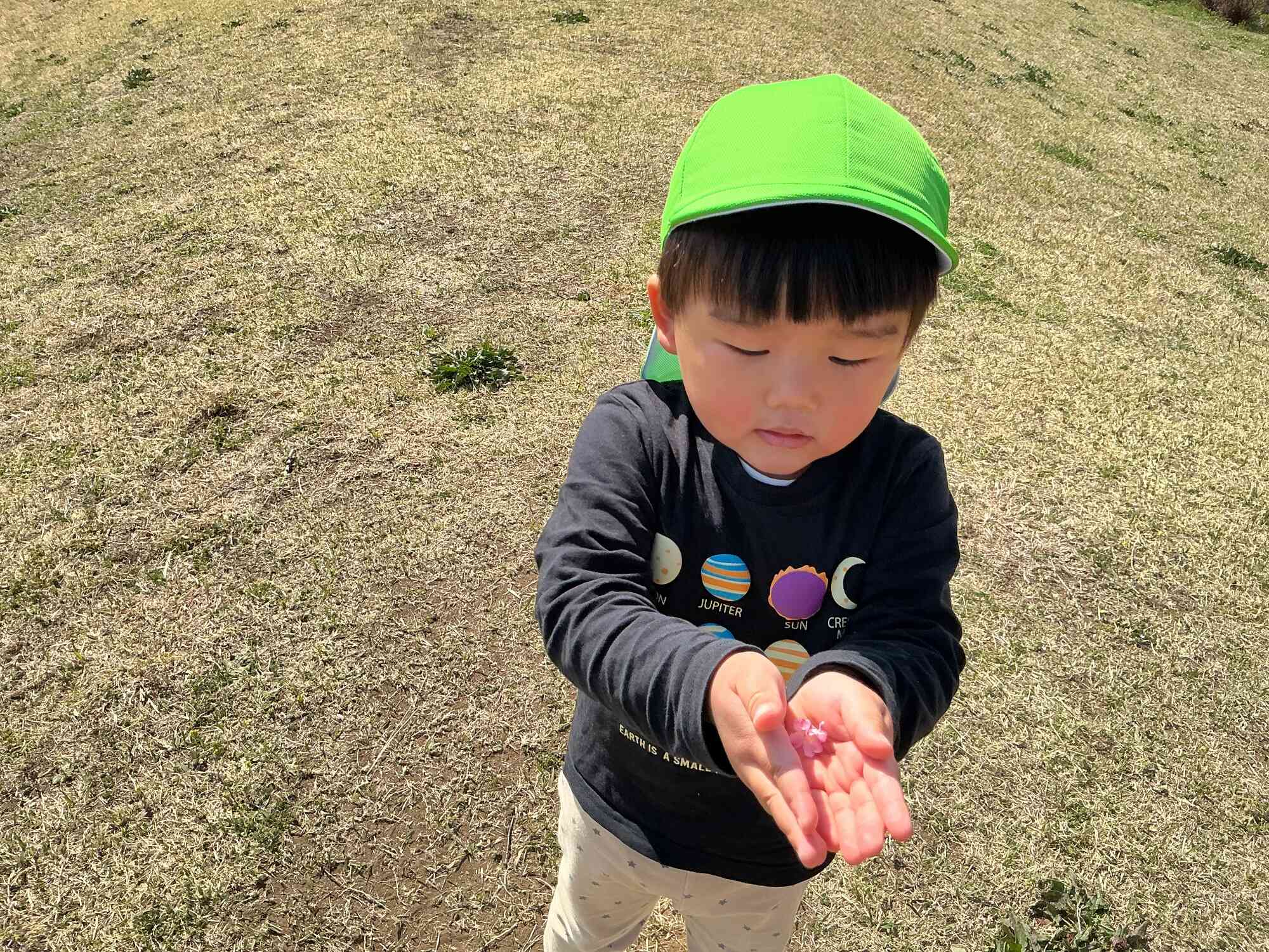 みて！桜の花びらだよ！