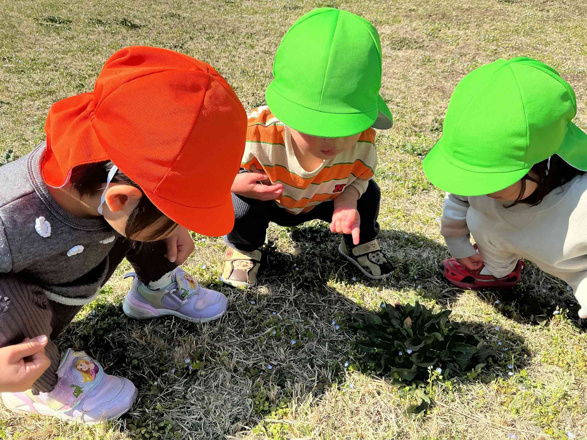 てんとう虫 みーつけた！