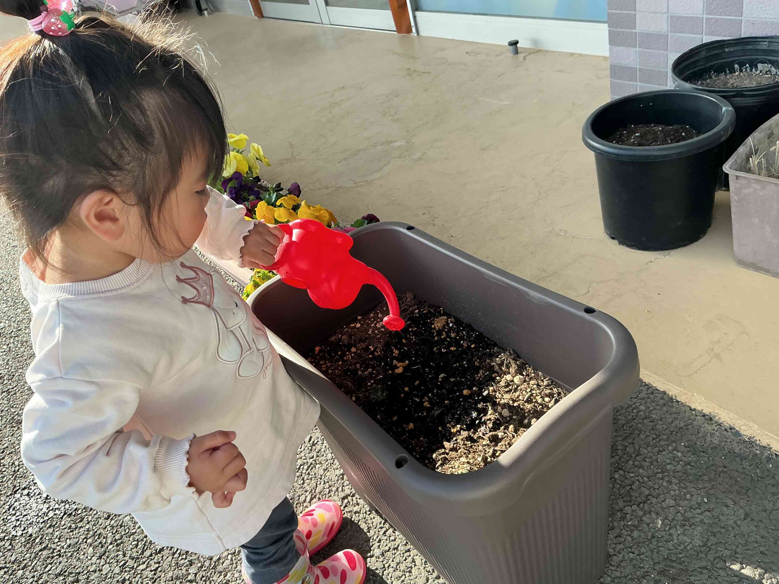 じゃがいもの芽が出ました！