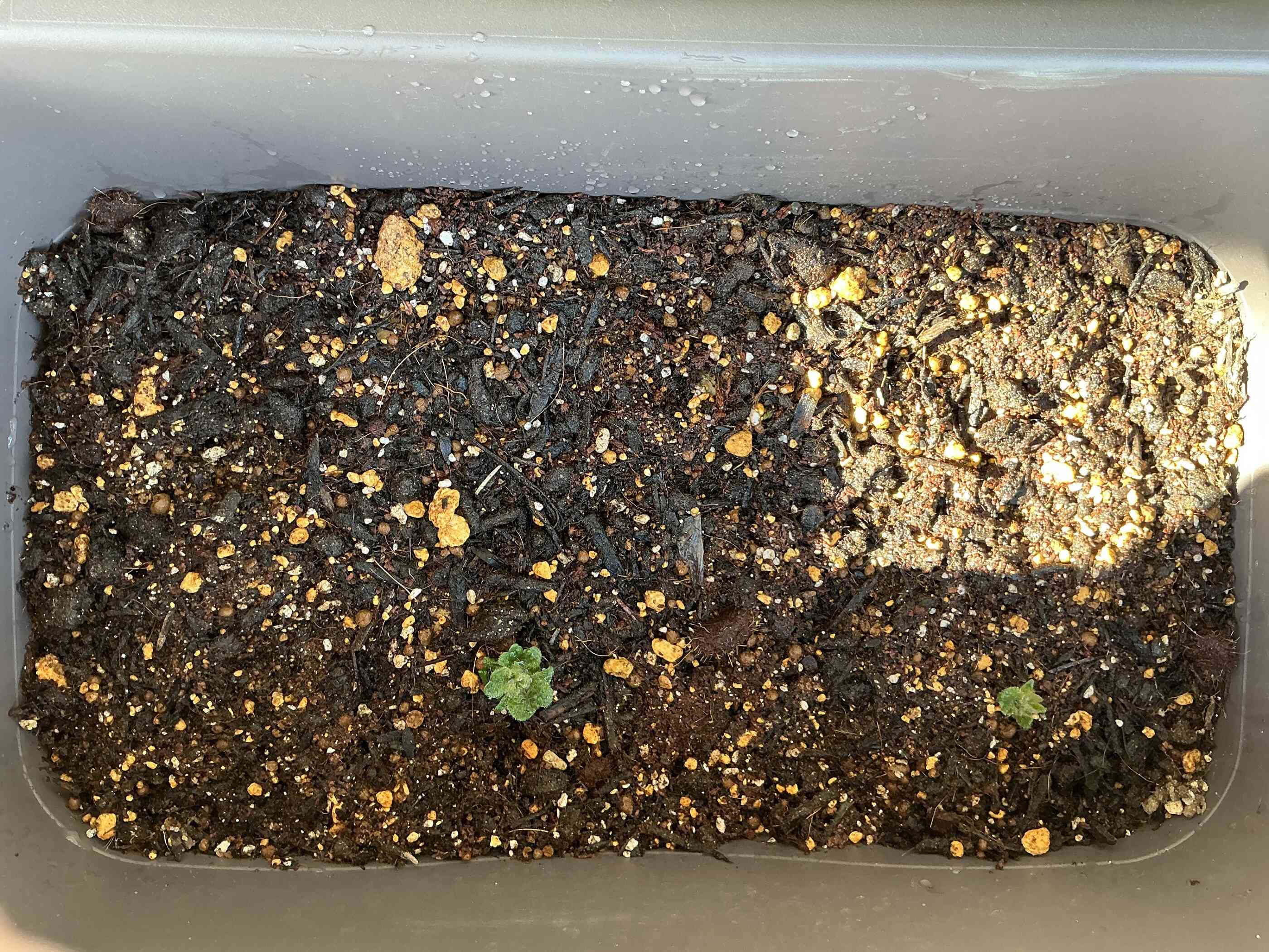 小さな芽が出ていました！