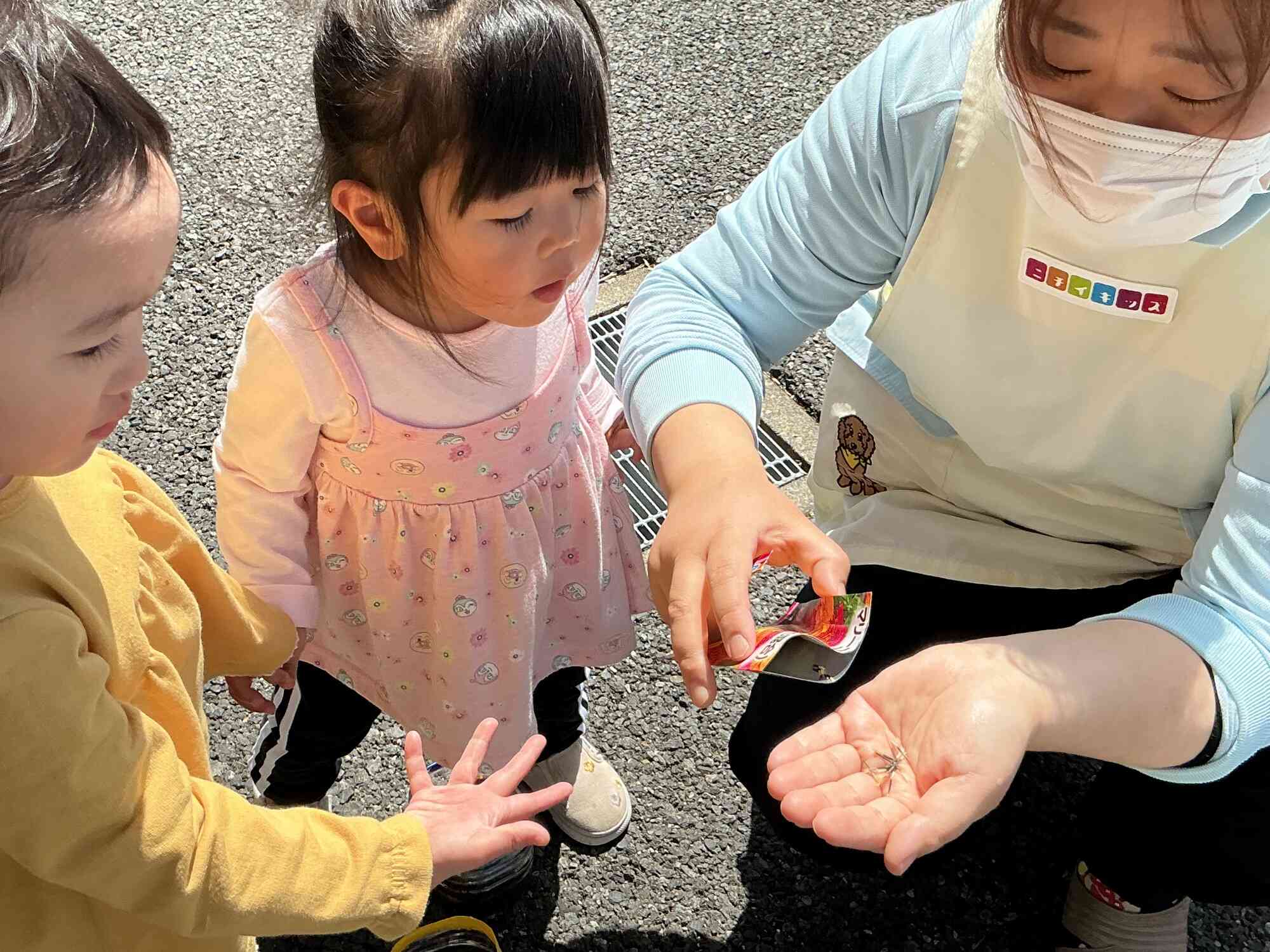 マリーゴールドの種まきをしました！