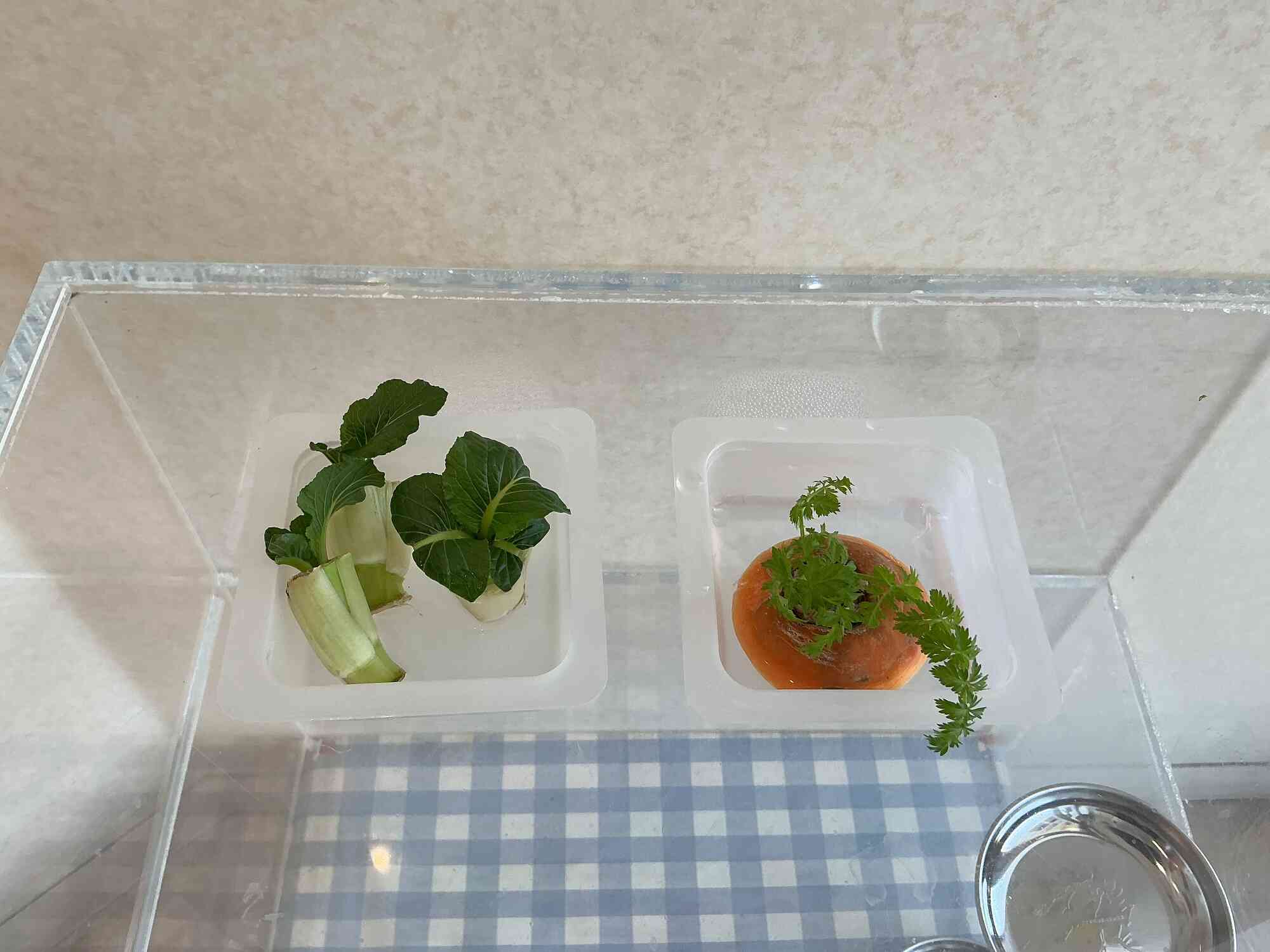野菜再生「リボべジ」に挑戦中！