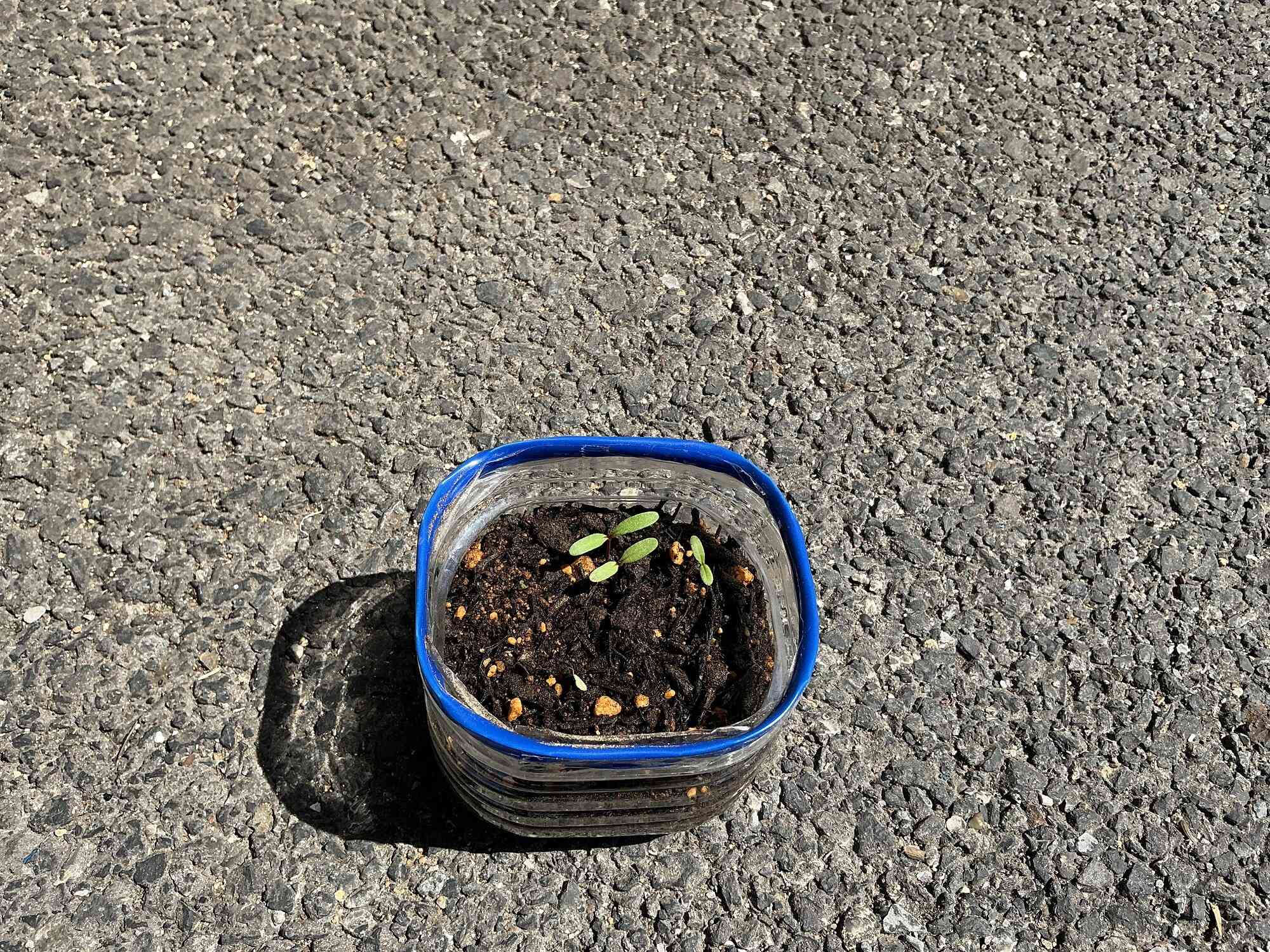 マリーゴールドの芽がでてきました!