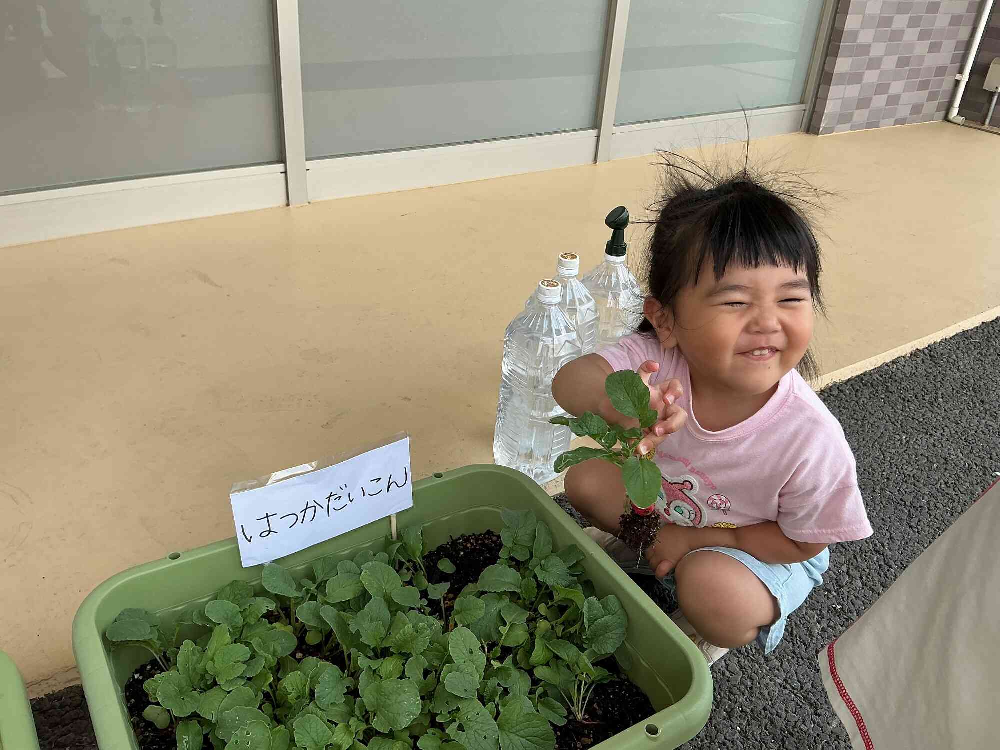 ついにラディッシュの収穫ができました！