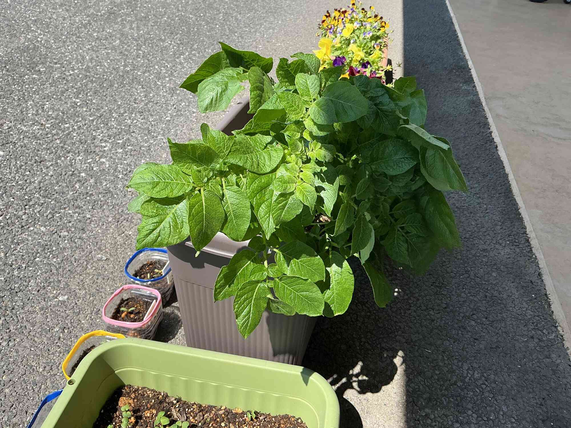 じゃがいもの葉っぱもぐんぐん成長中!おおきくなりました♪