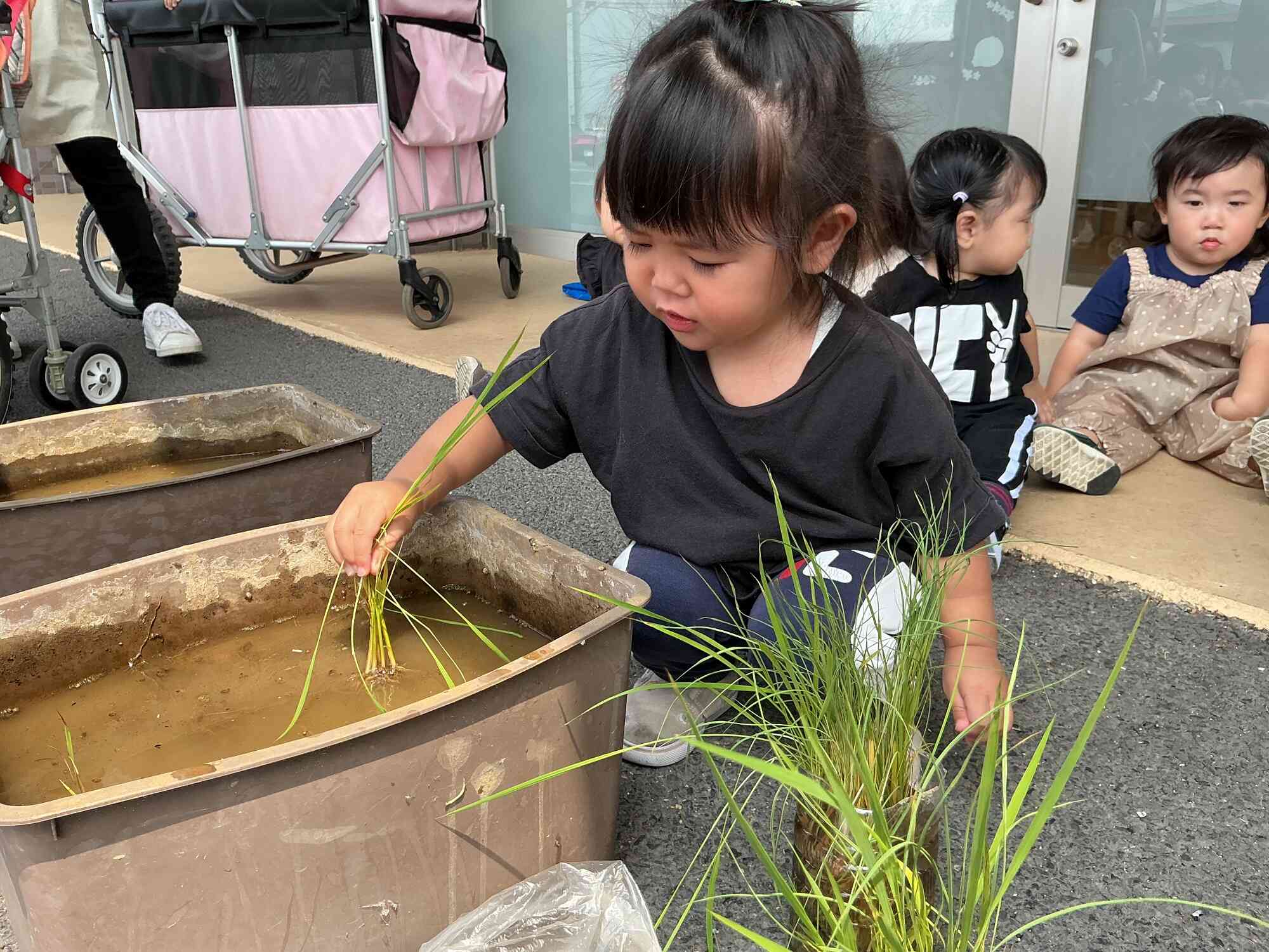田植えをしました！｜ニチイキッズ佐野新都市保育園｜ニチイキッズ