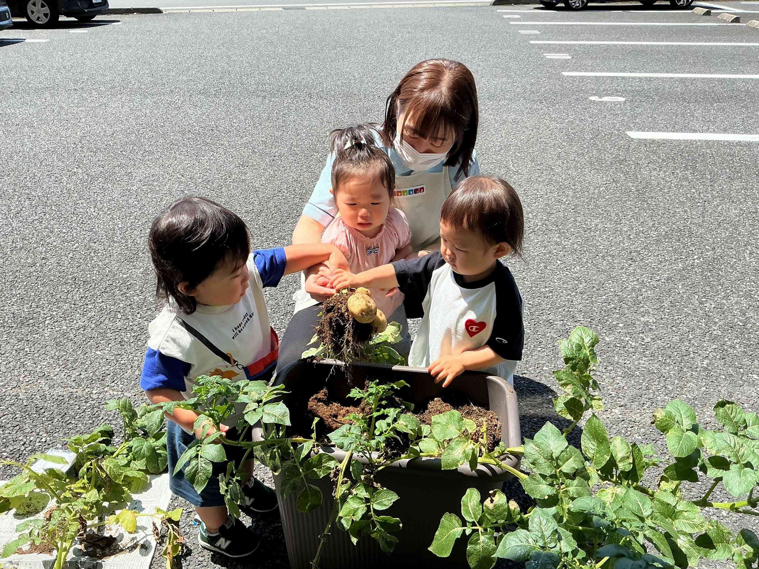 「こっちにも、じゃがいもあるよ~」
