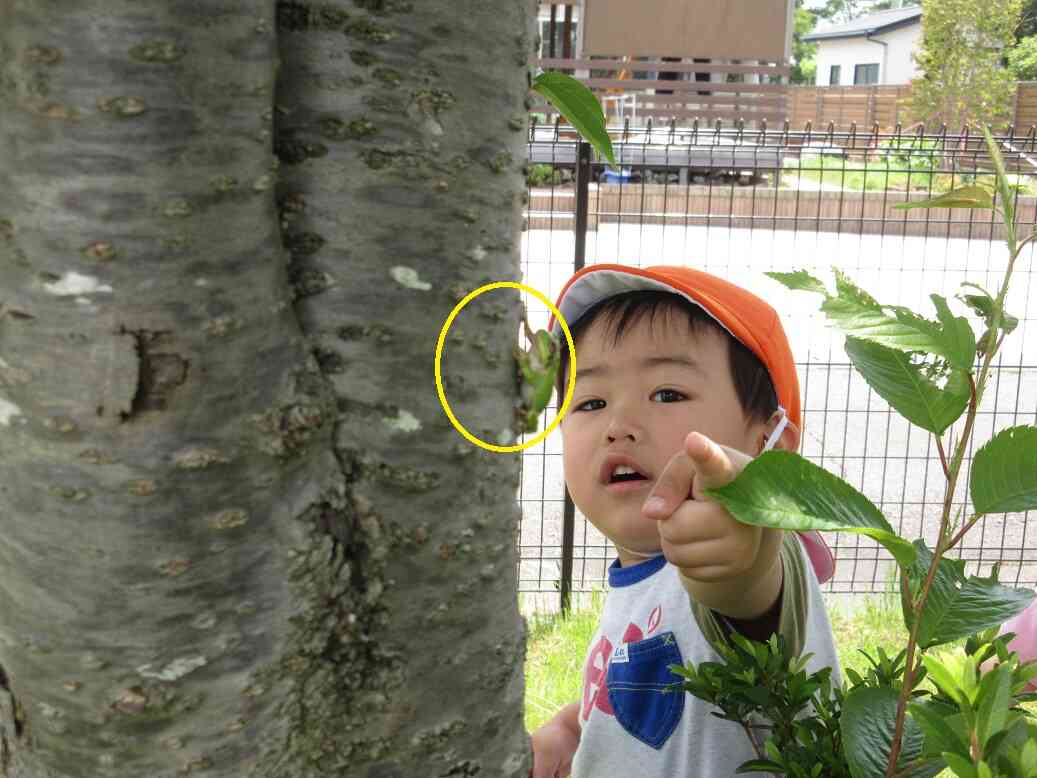 梅雨の晴れ間に♪【あひる組・１歳児　うさぎ組・２歳児】