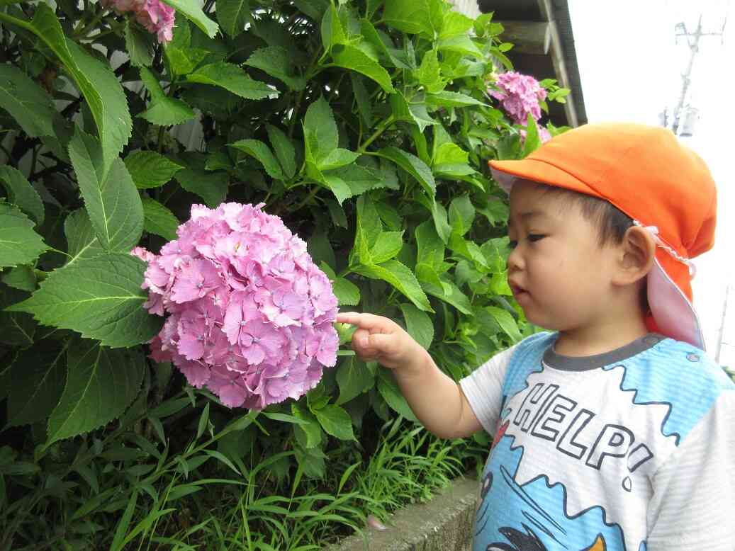 あじさいのお花はこうなっているんだね。優しく触ってみたよ♪