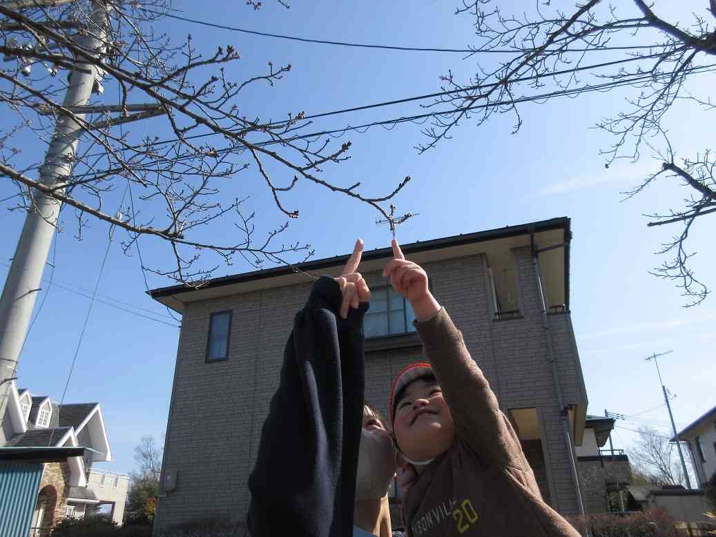 桜のつぼみが大きくなってるよ！