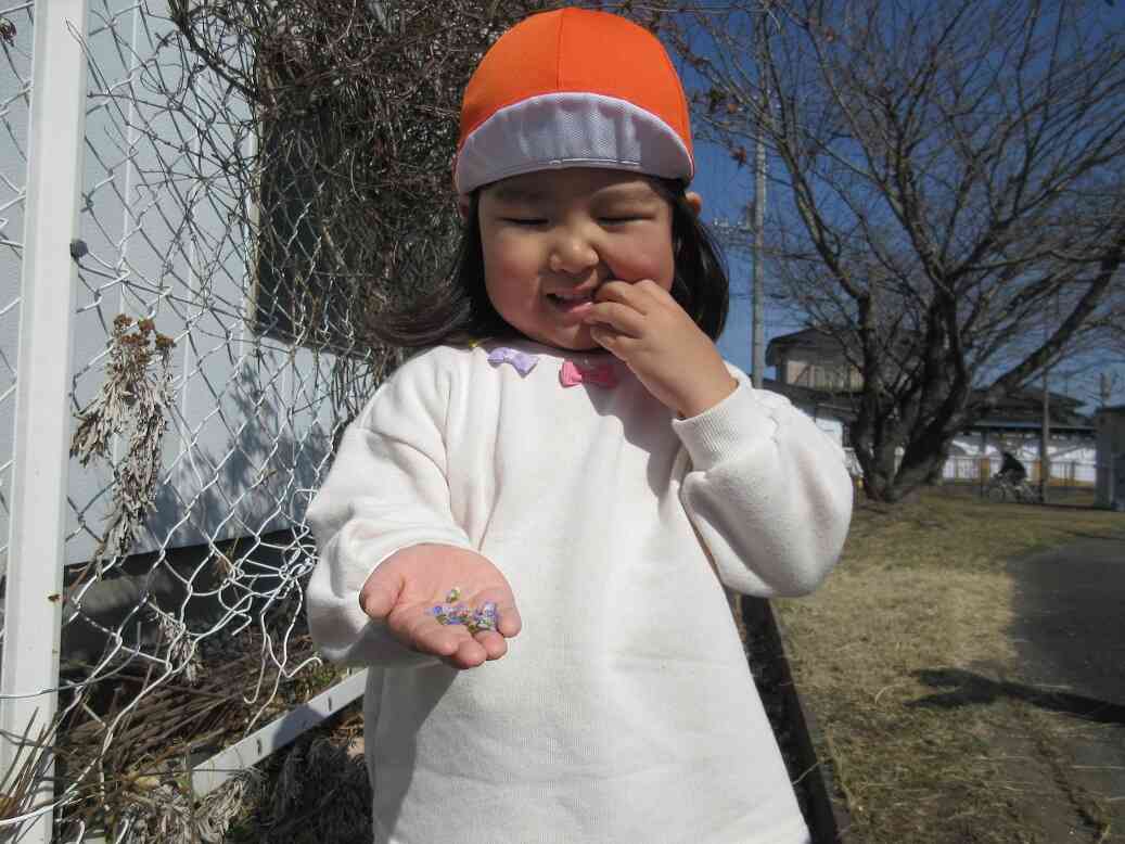 オオイヌノフグリがいっぱい♡