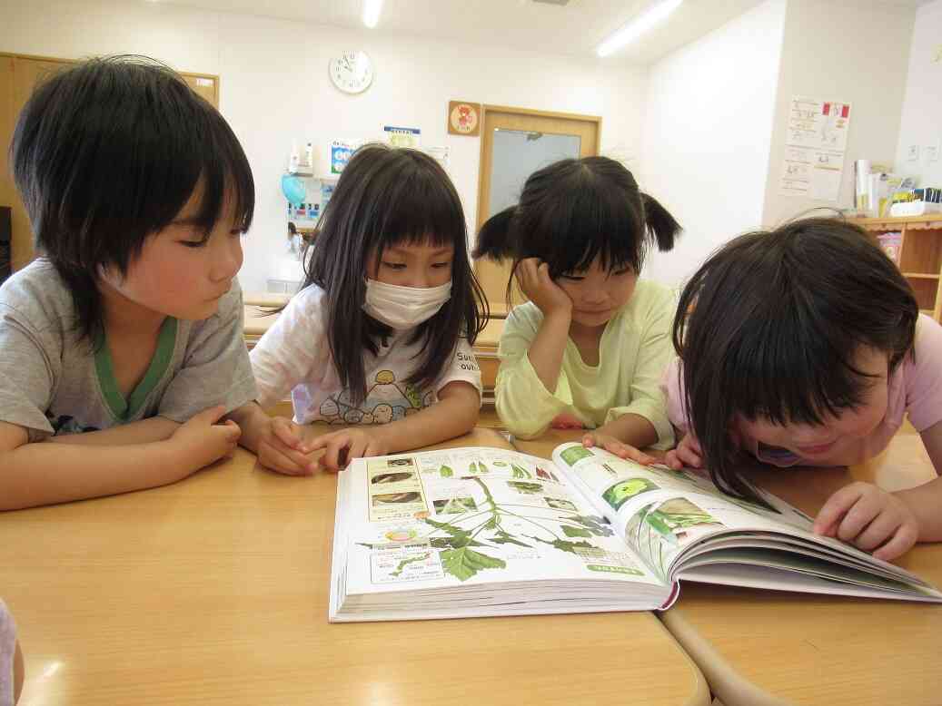 オクラについてのお勉強♪