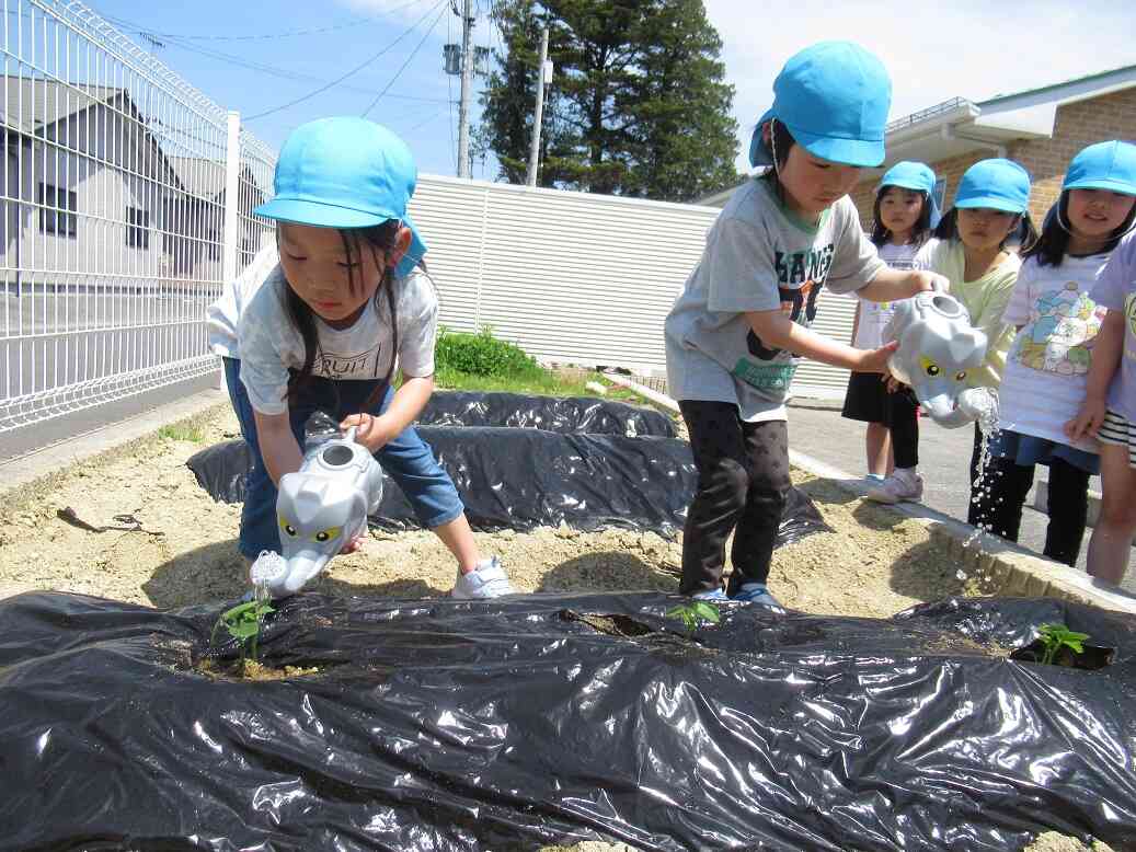 オクラを植えました☆【5歳児・きりん組】
