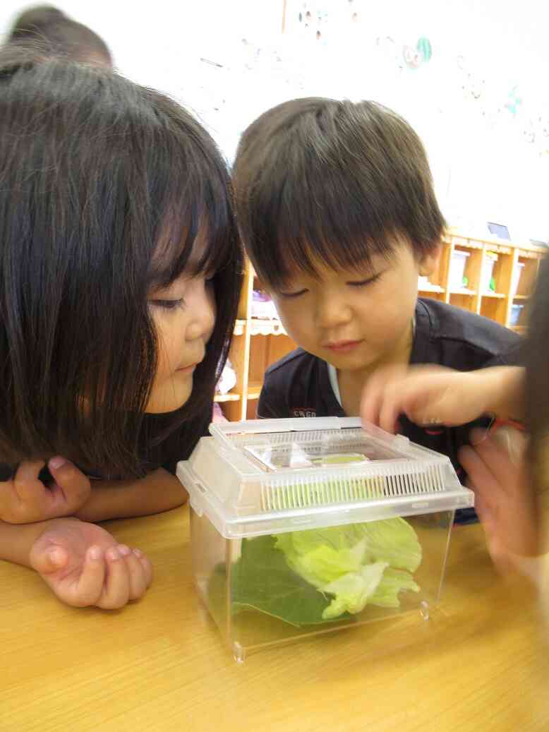 キャベツは食べるかな？