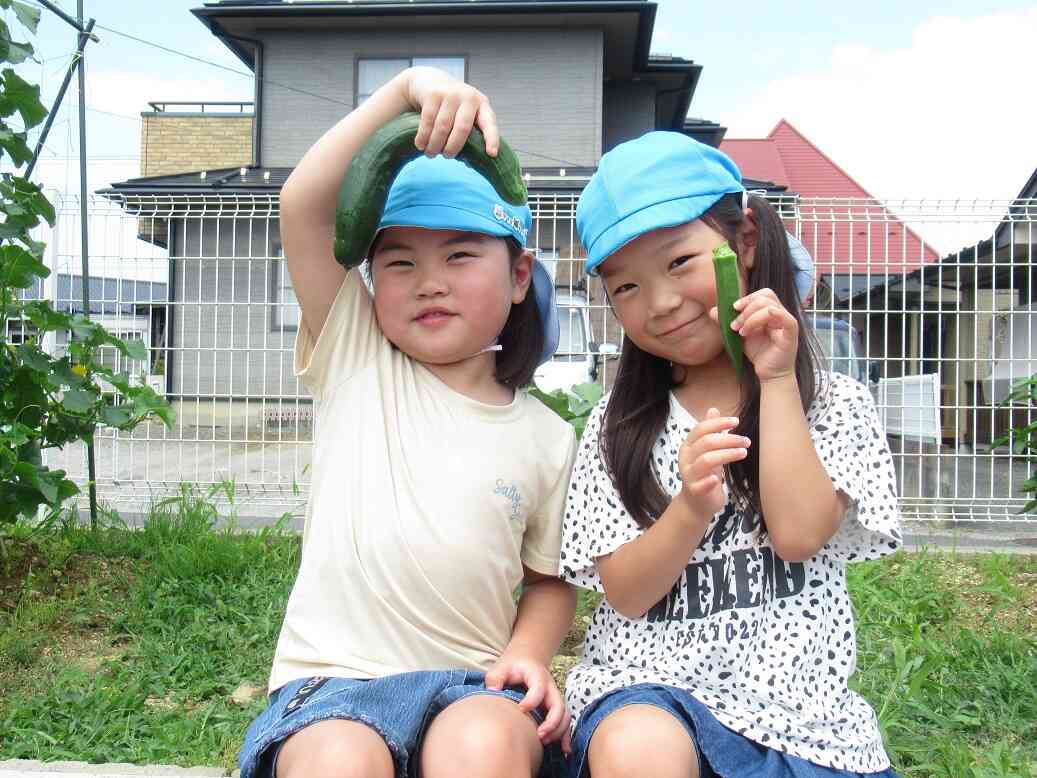 オクラの収穫＆実食☆【5歳児・きりん組】