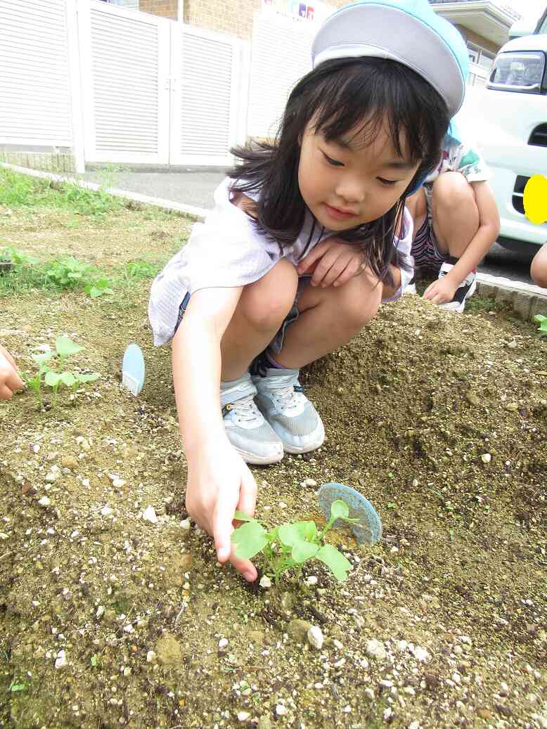 大根の芽が出たよ♡【5歳児・きりん組】