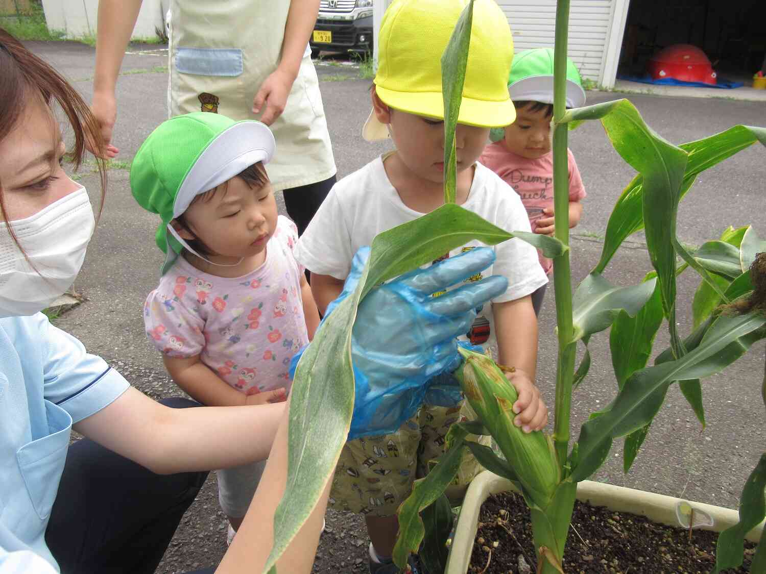 食育活動①～とうもろこしの収穫～