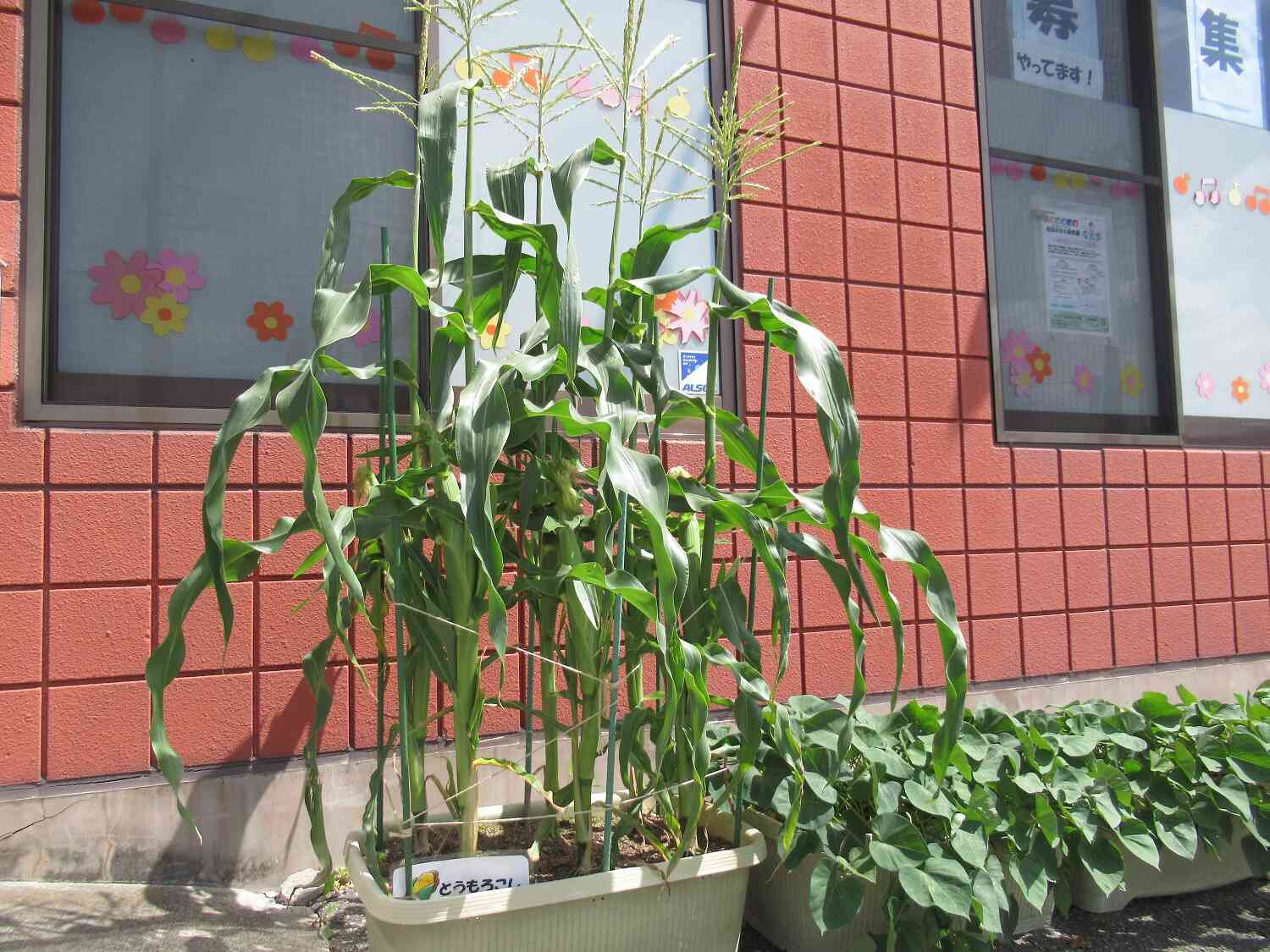 栽培の様子☆