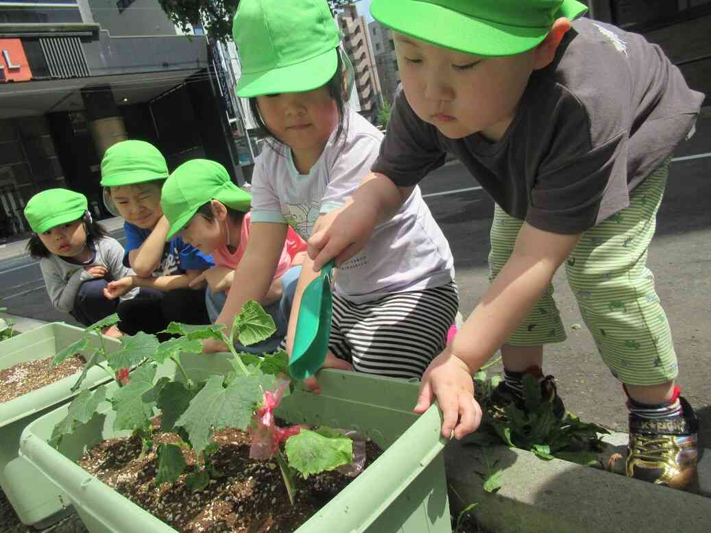 野菜の苗を植えたよ！