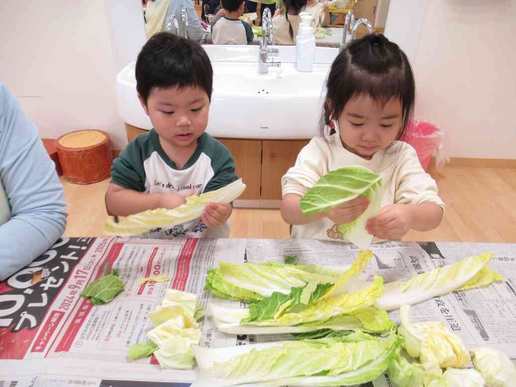 白菜ってちぎりにくいね