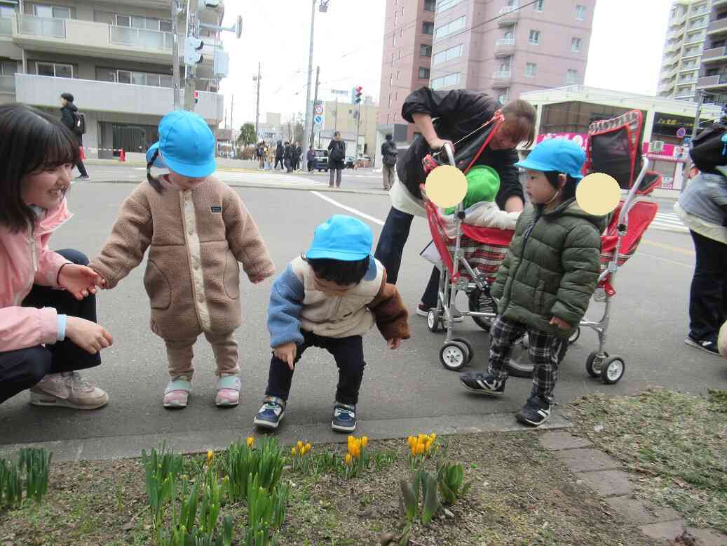 クロッカスのお花が顔を出していましたよ♪