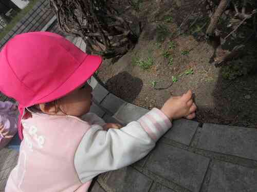 葉っぱをつんつん！