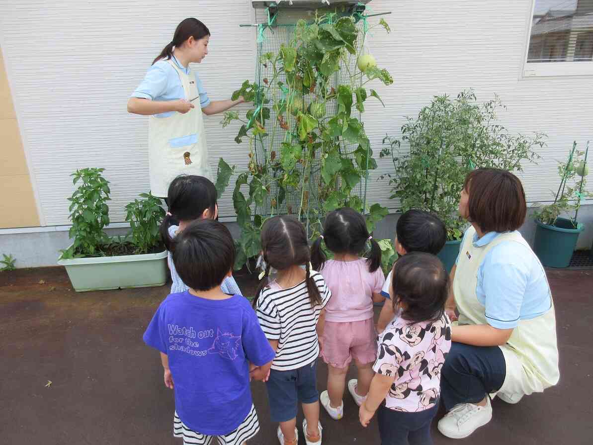 大きく実ったメロンとスイカです♪