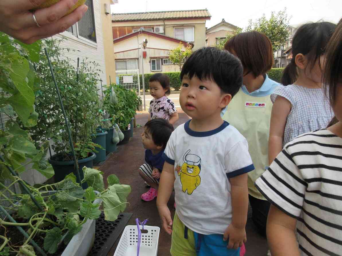 葉っぱの大きさや茎の様子もみんなで観察しました☆