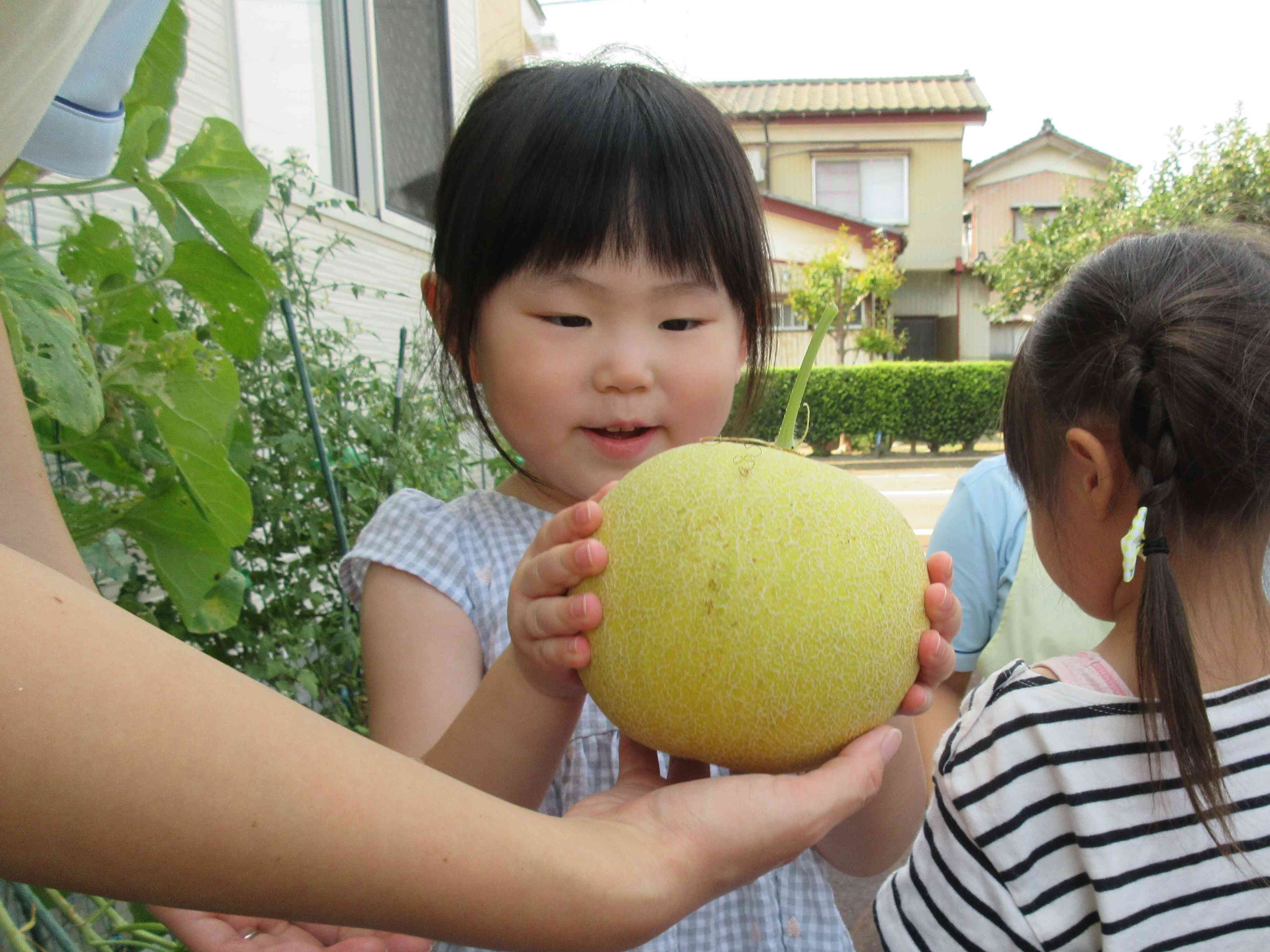 おっきいメロンができたよ