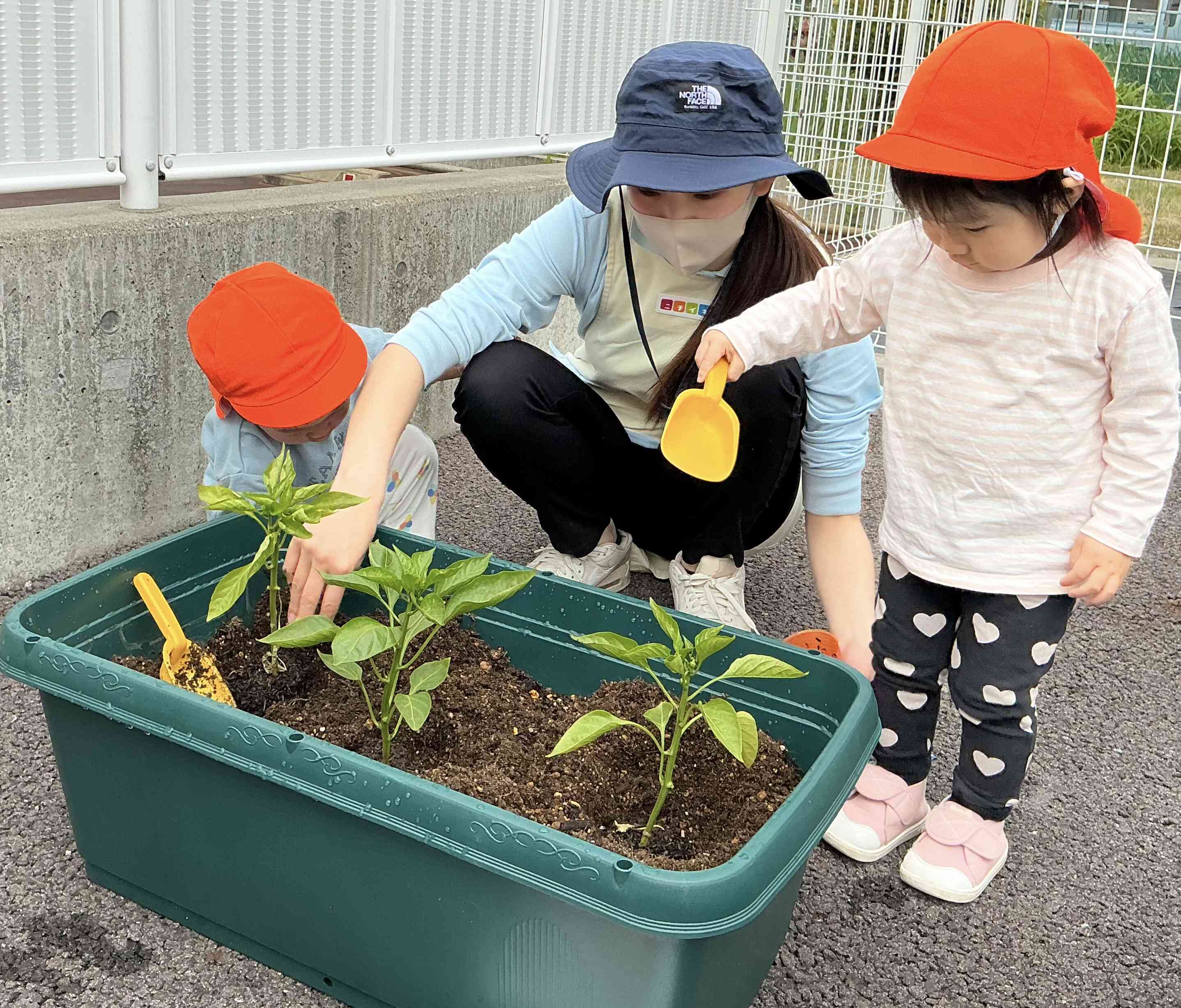 苗に土のお布団をかけたよ！