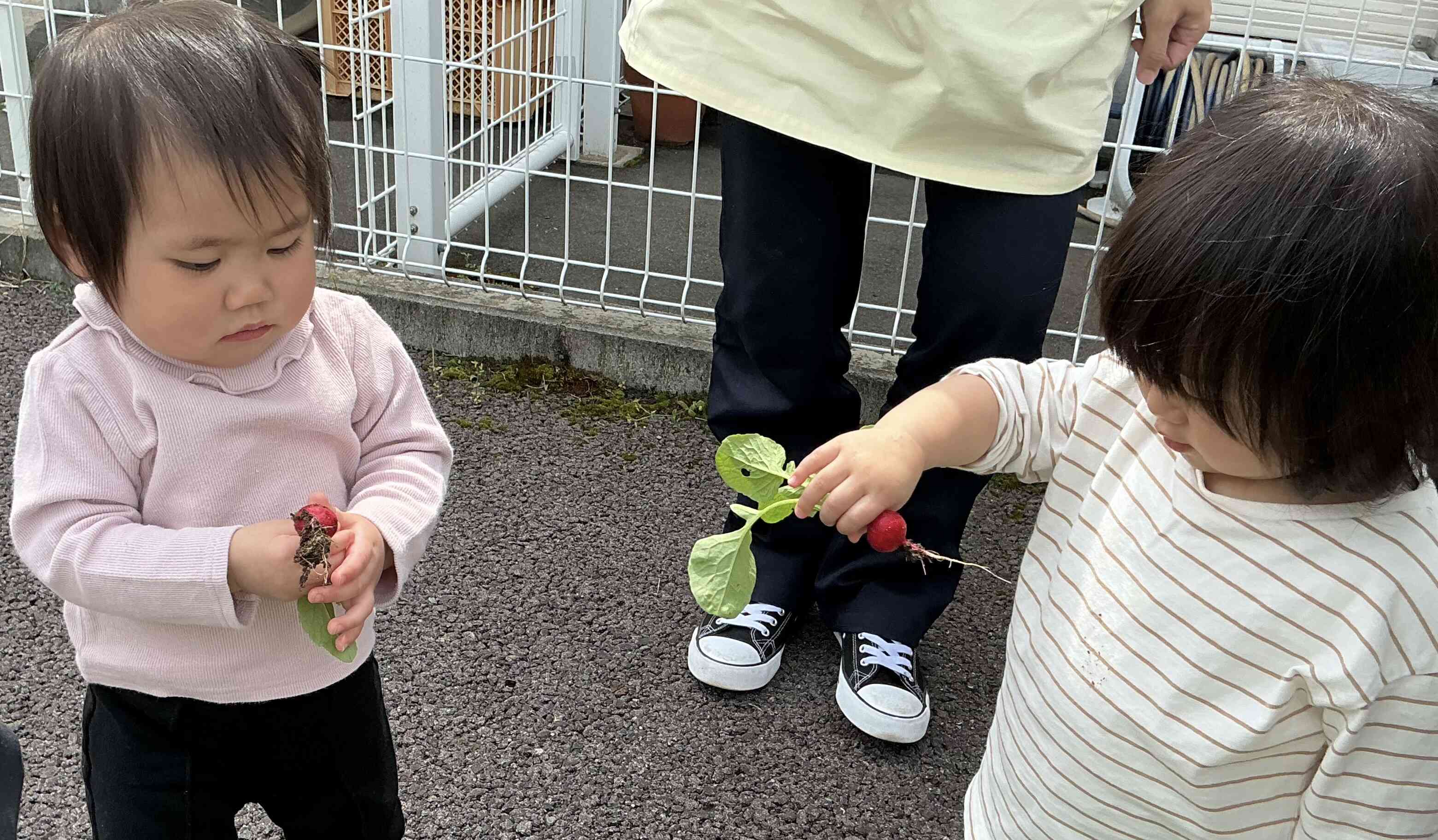 1歳児さんも収穫のお手伝いしたよ
