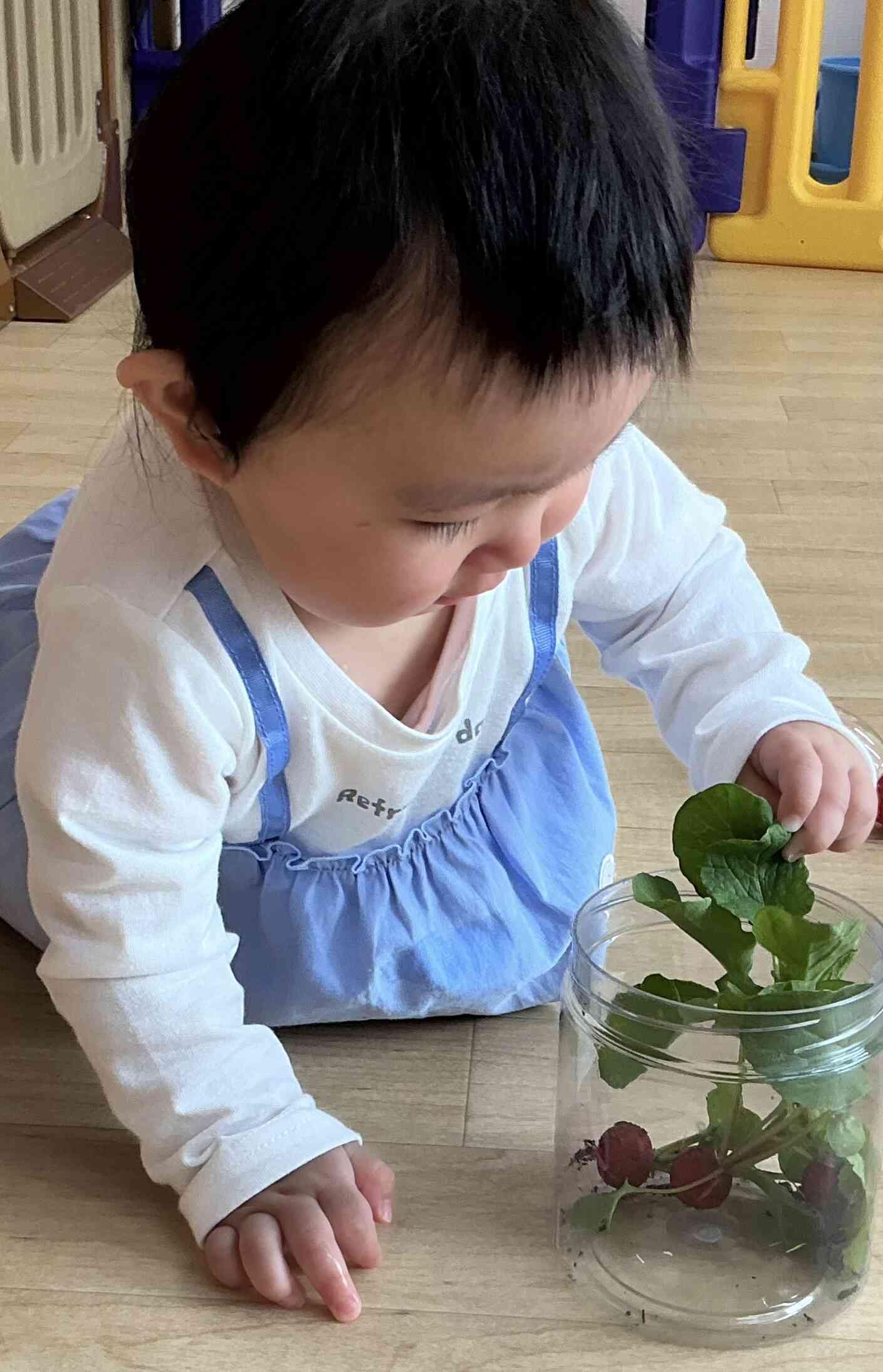 昨年度のうちに植えたラディッシュが大きくなったよ！