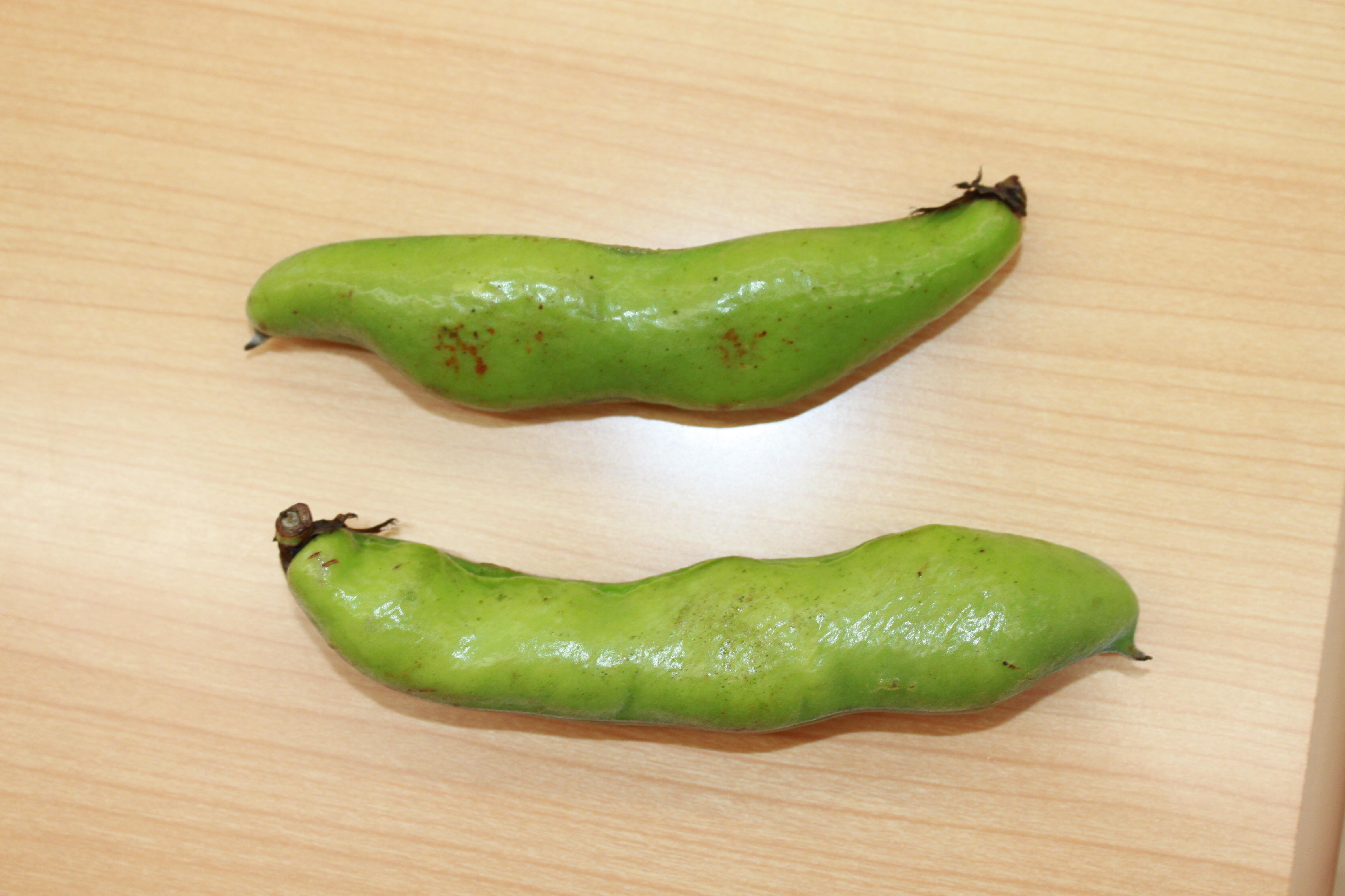 そら豆の食育です。