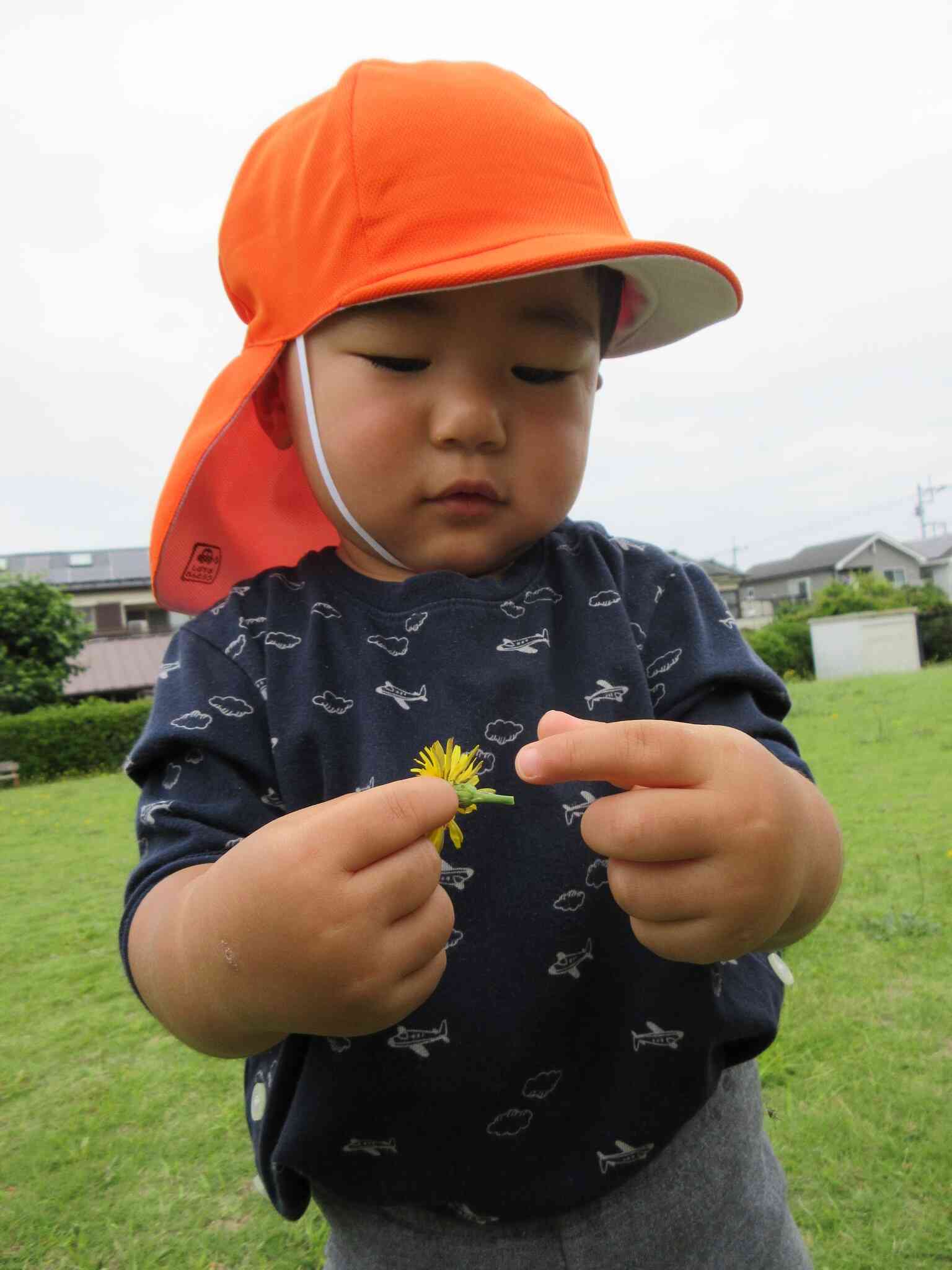 たんぽぽを見つけたよ～！！