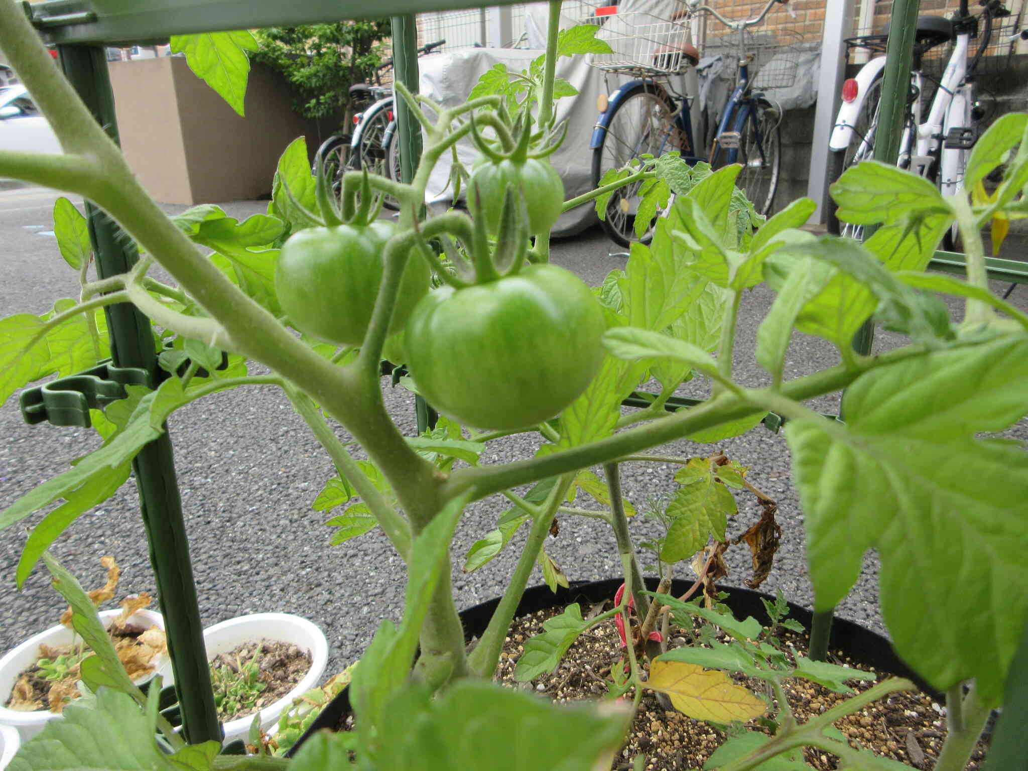 トマトがみどり色だよ⁇