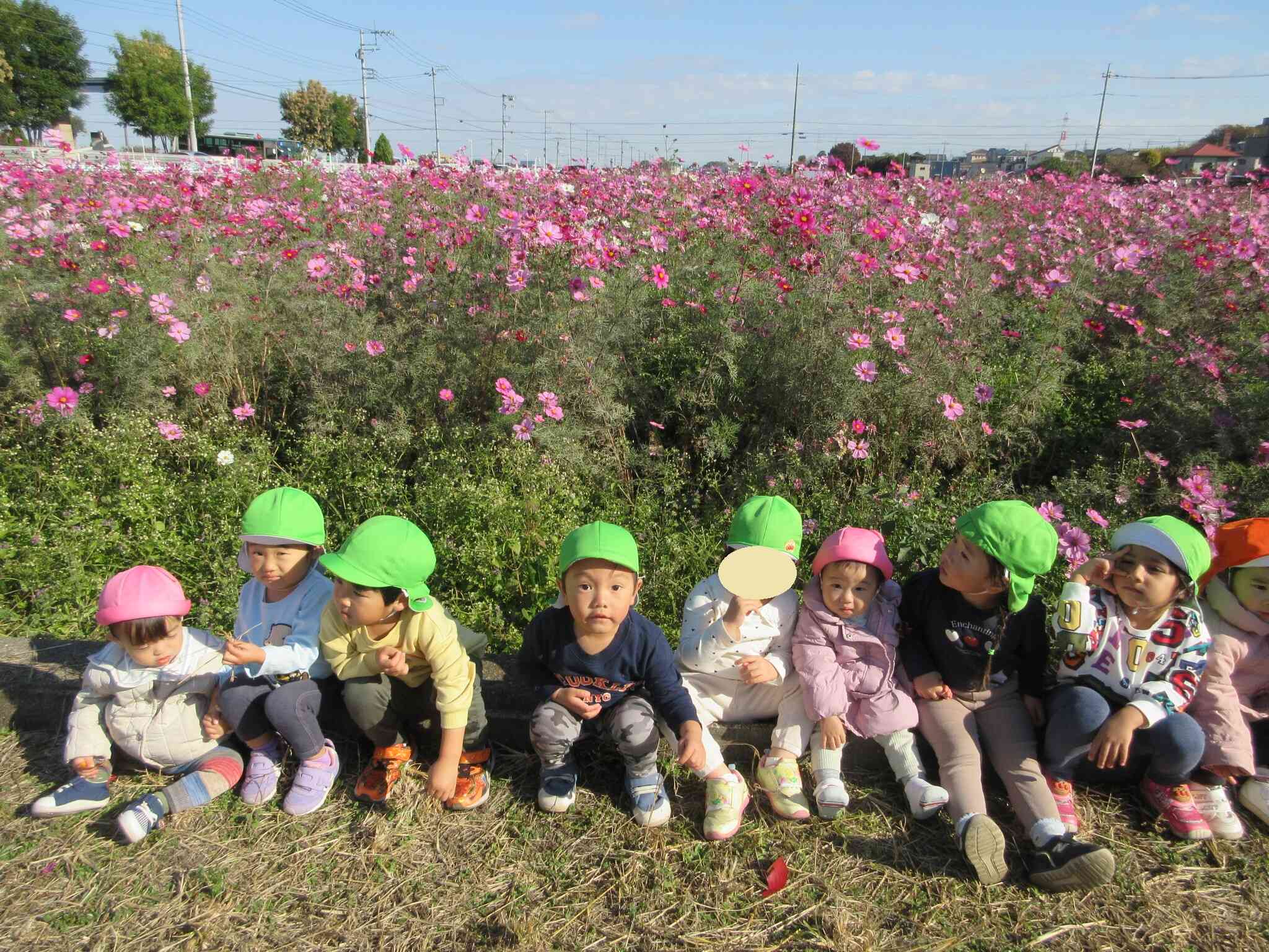 コスモスを見に行こう！！